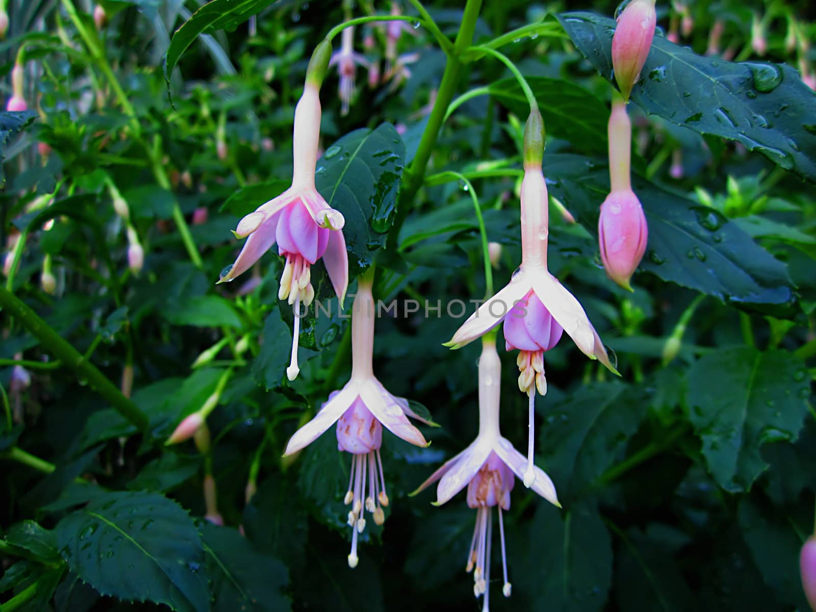 Hummingbird Fuchsia (Latin Name: Fuchsia magellanica) is a flowering shrub of the Evening Primrose family.  It is native to Argentina, Chile, Paraguay and Uruguay.