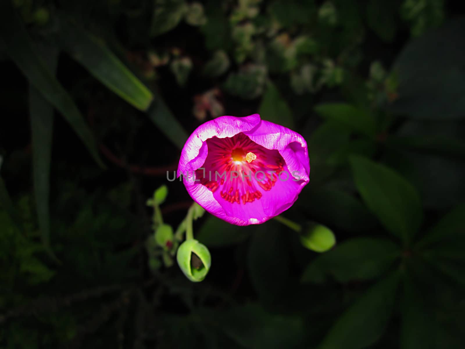 Rock Purslane Flower by llyr8