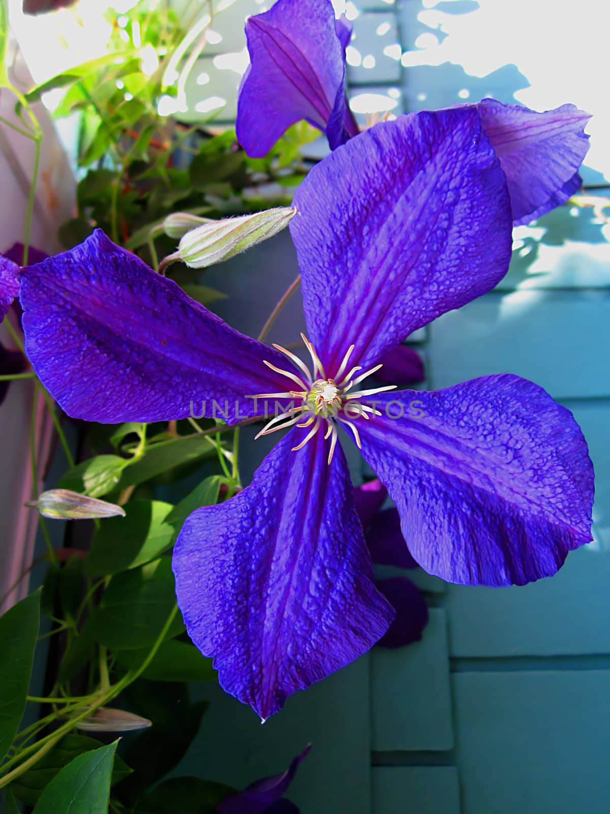 Jackman's Clematis Flower by llyr8