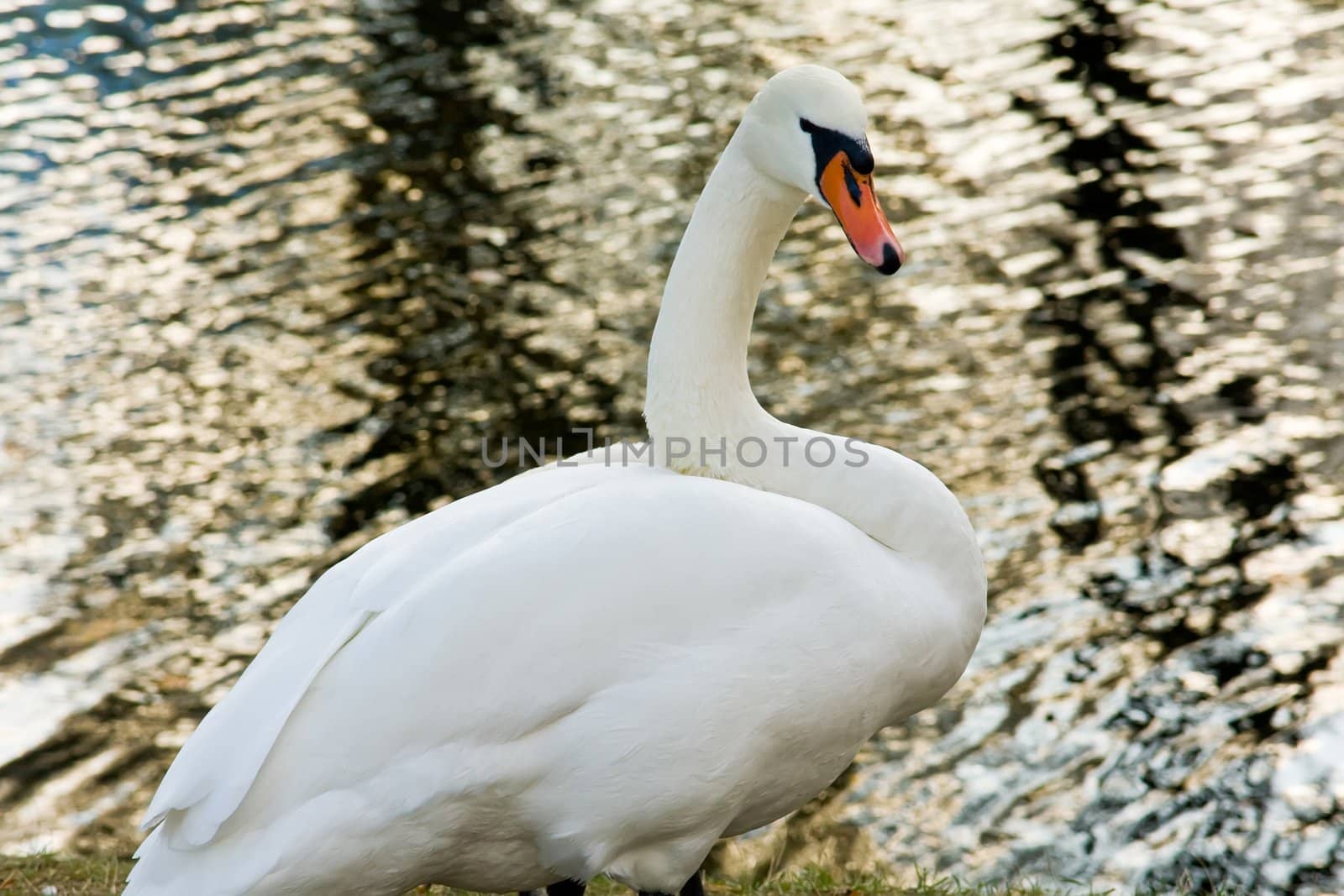 white swan on pond