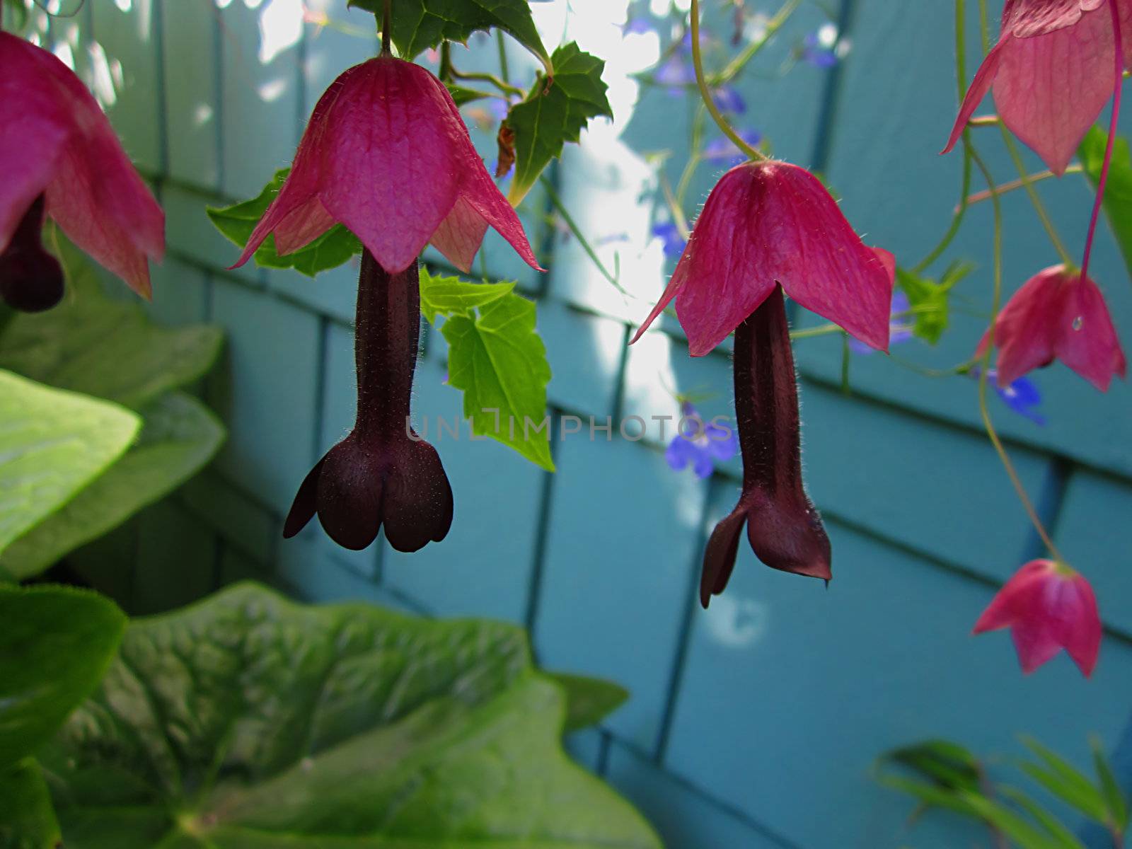 Purple Bell Vine (Latin Name: Rhodochiton atrosanguineum) is a flowering vine native to southwest Mexico.