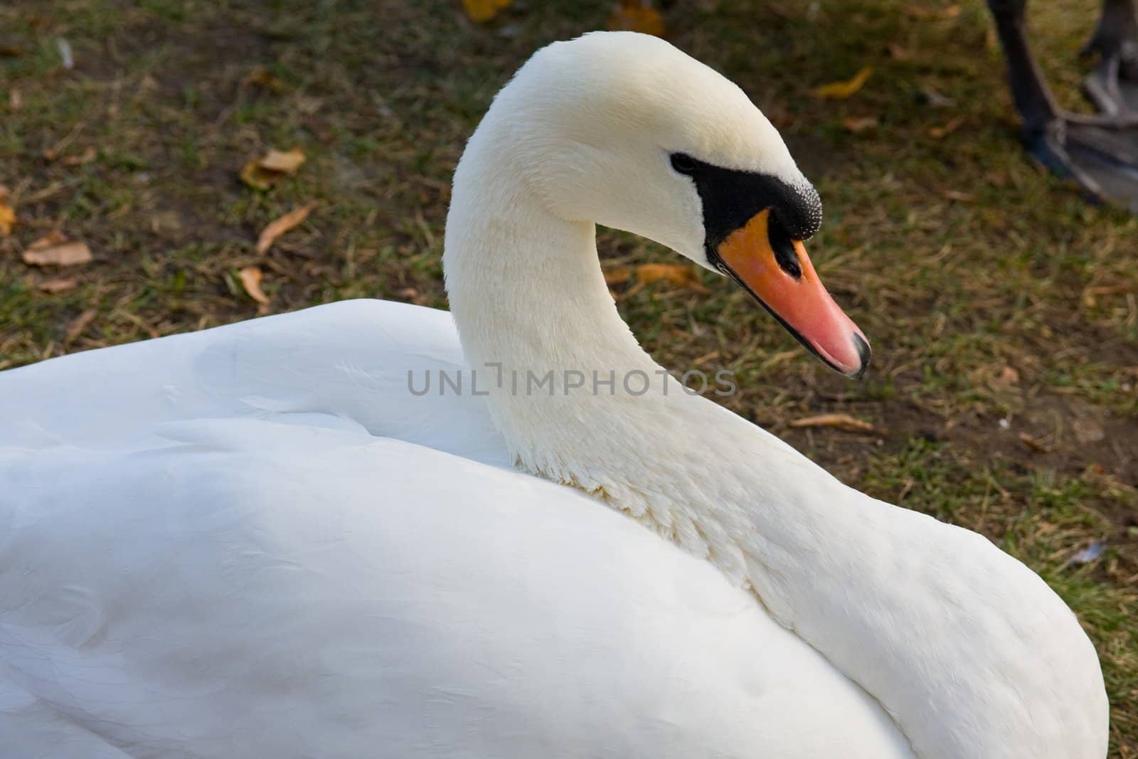 Swan is on the shore of bending the neck close-up