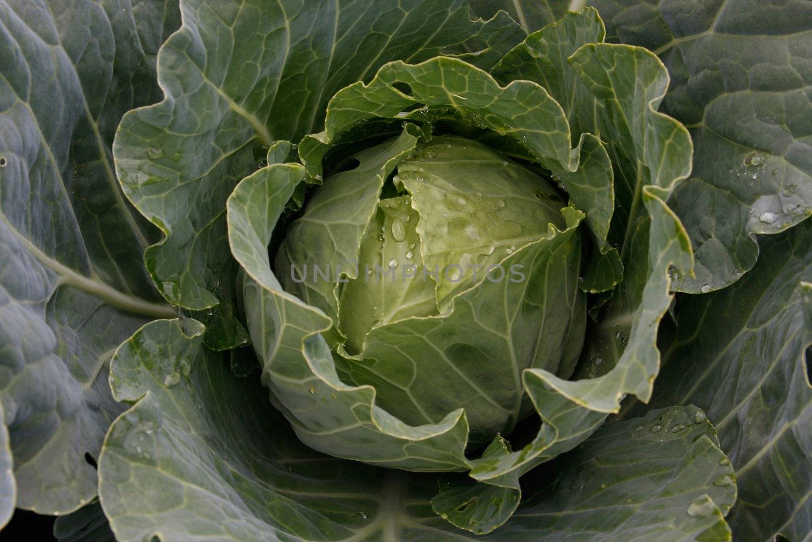 cabbage with water drops on the sheets from top to close