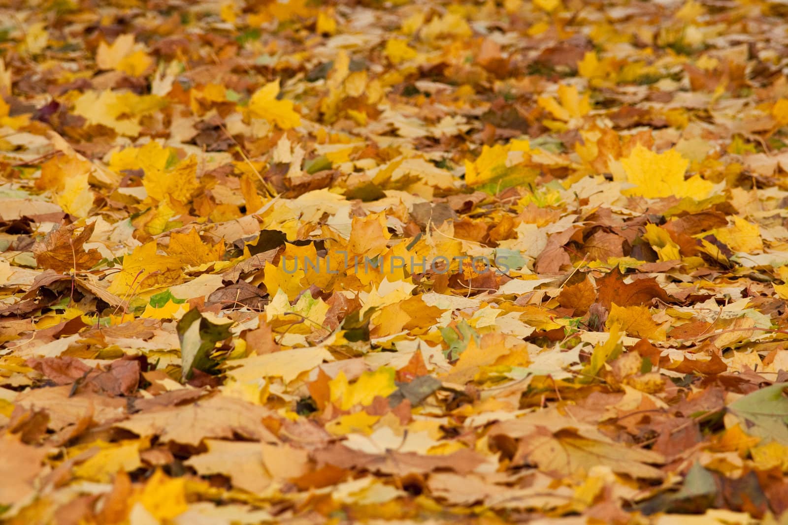 brown and yellow autumn leaves of trees lie on grass