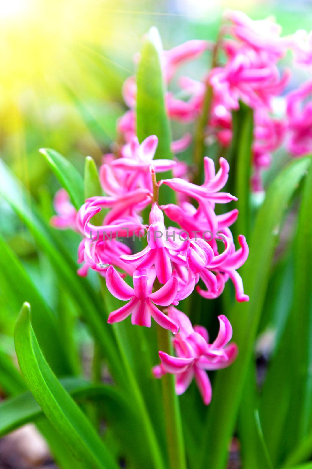 Spring blooming hyacinth in butchart gardens