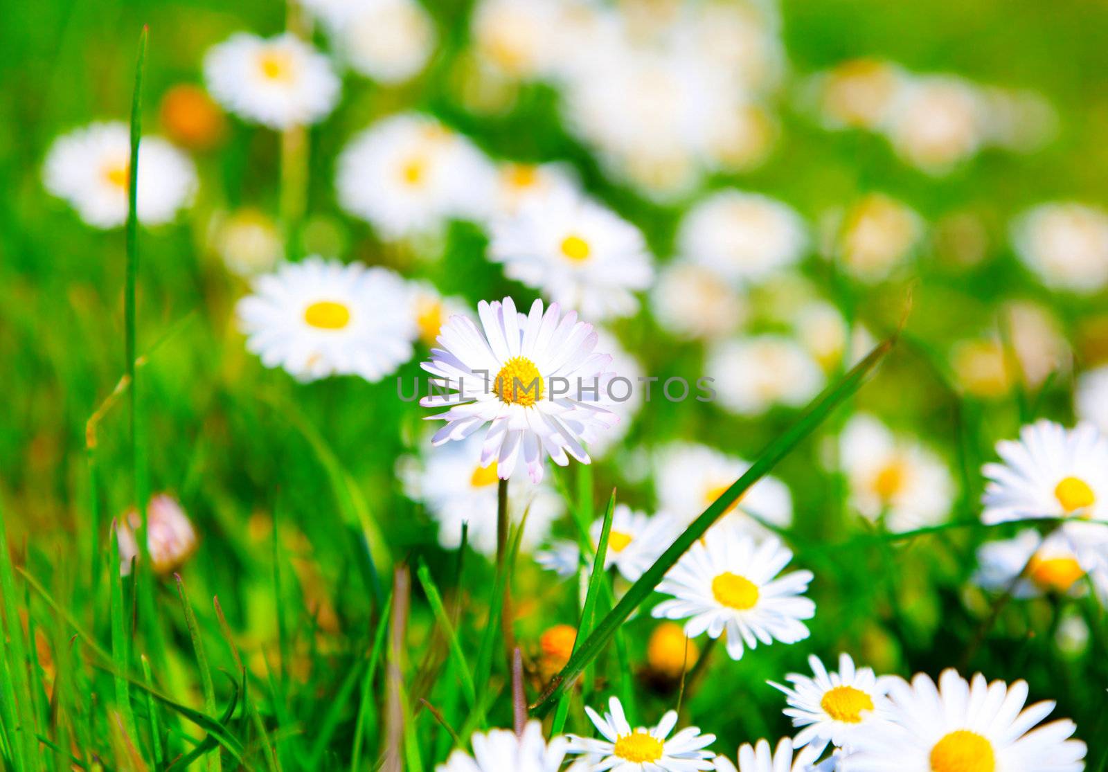 Daisies in a meadow with sunlight, close-up  by motorolka