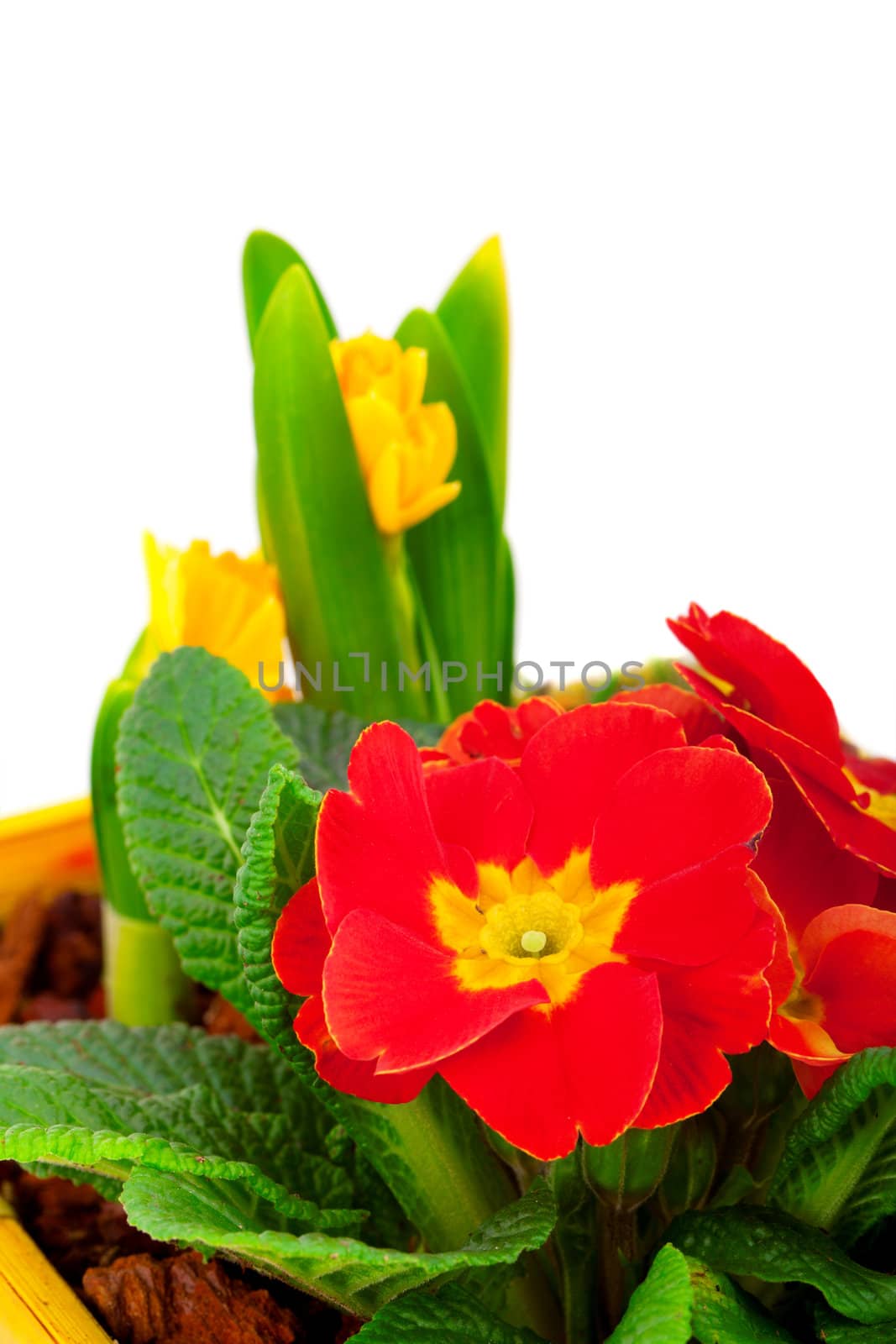 Red flowering potted primrose, isolated on white