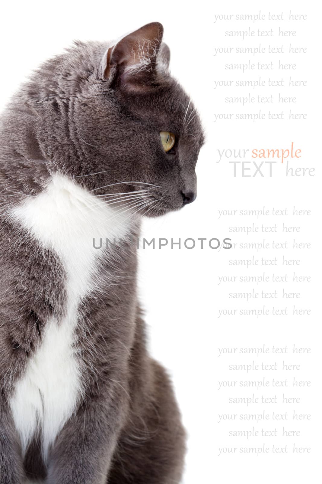 grey cat. Copy space. Isolated on white background