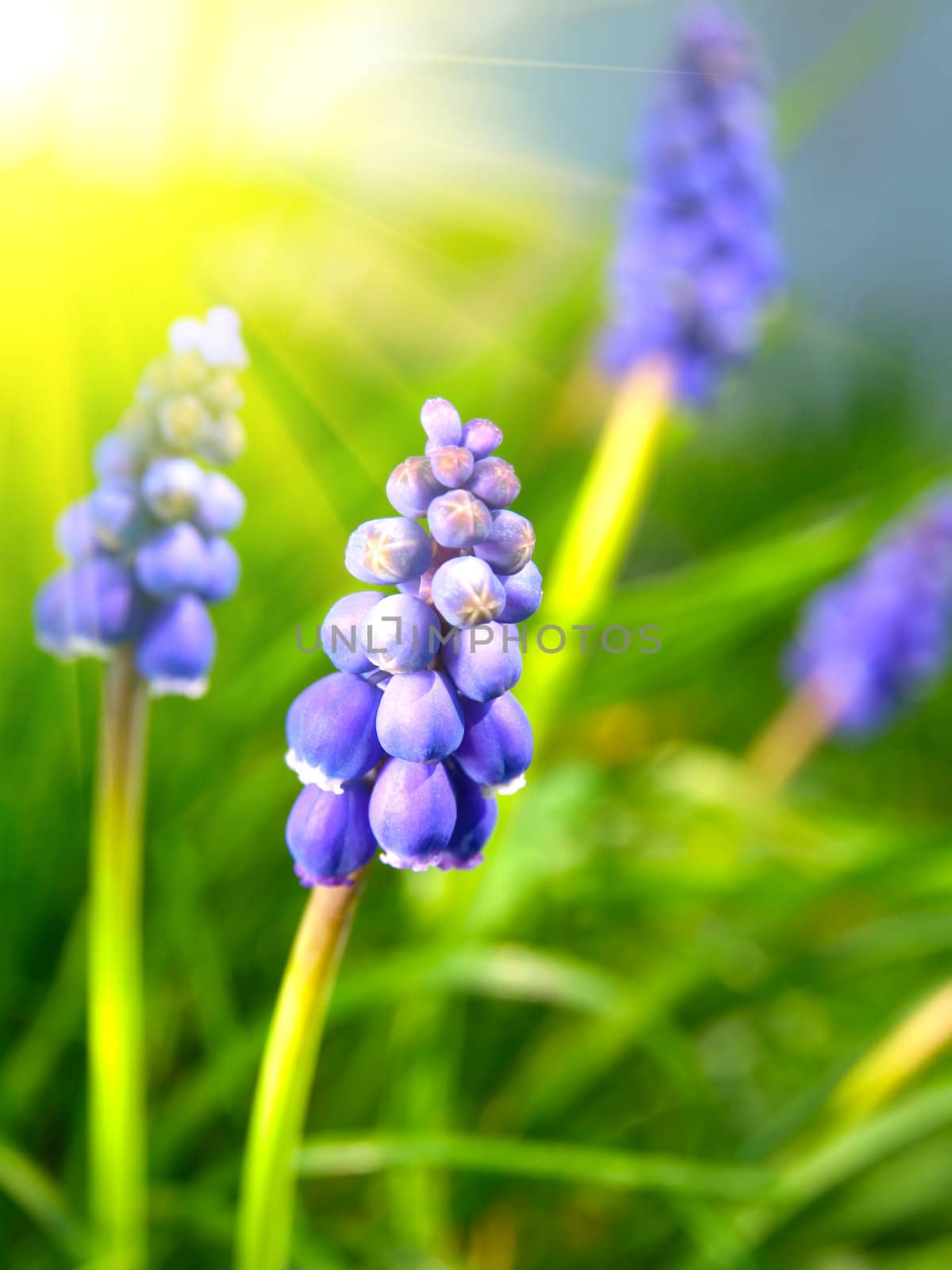 Bluebells flower (Grape Hyacinth, Muscari armeniacum)  by motorolka