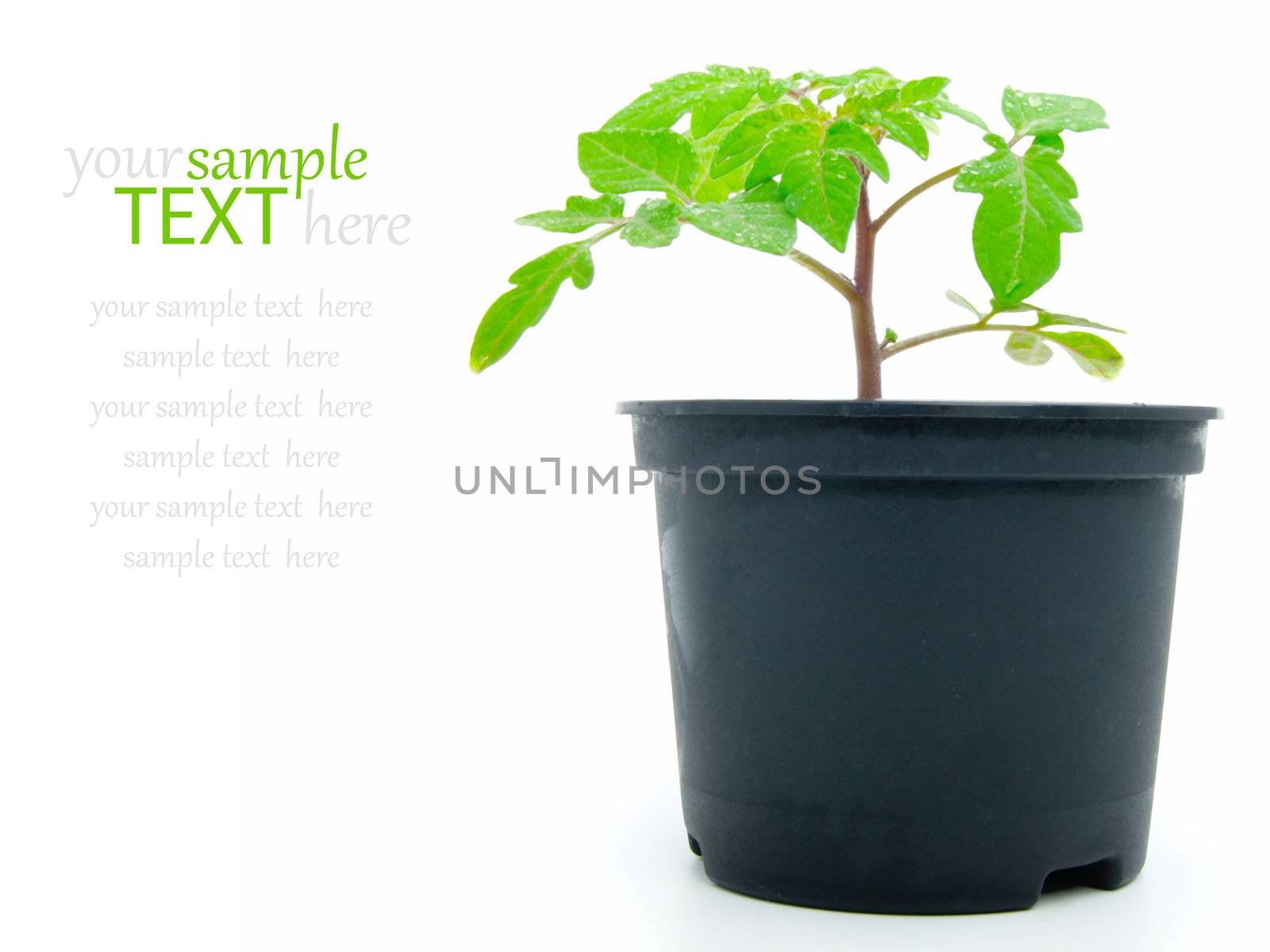 Seedlings of tomato on a white background