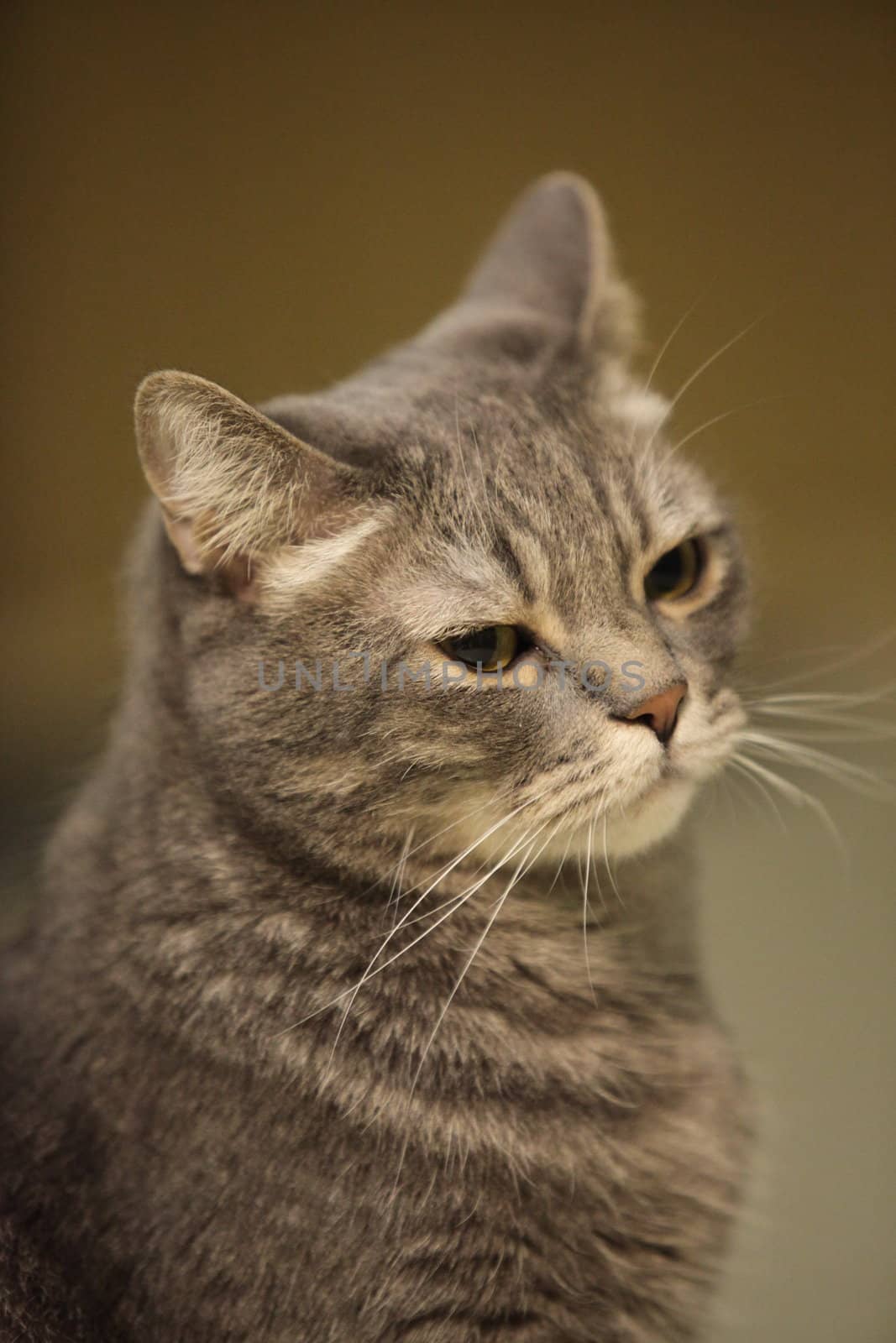 Portrait of the gray domestic cat