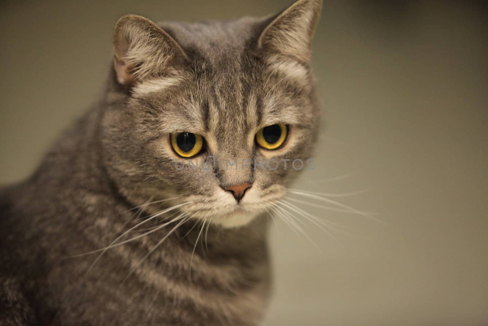 Portrait of the gray domestic cat