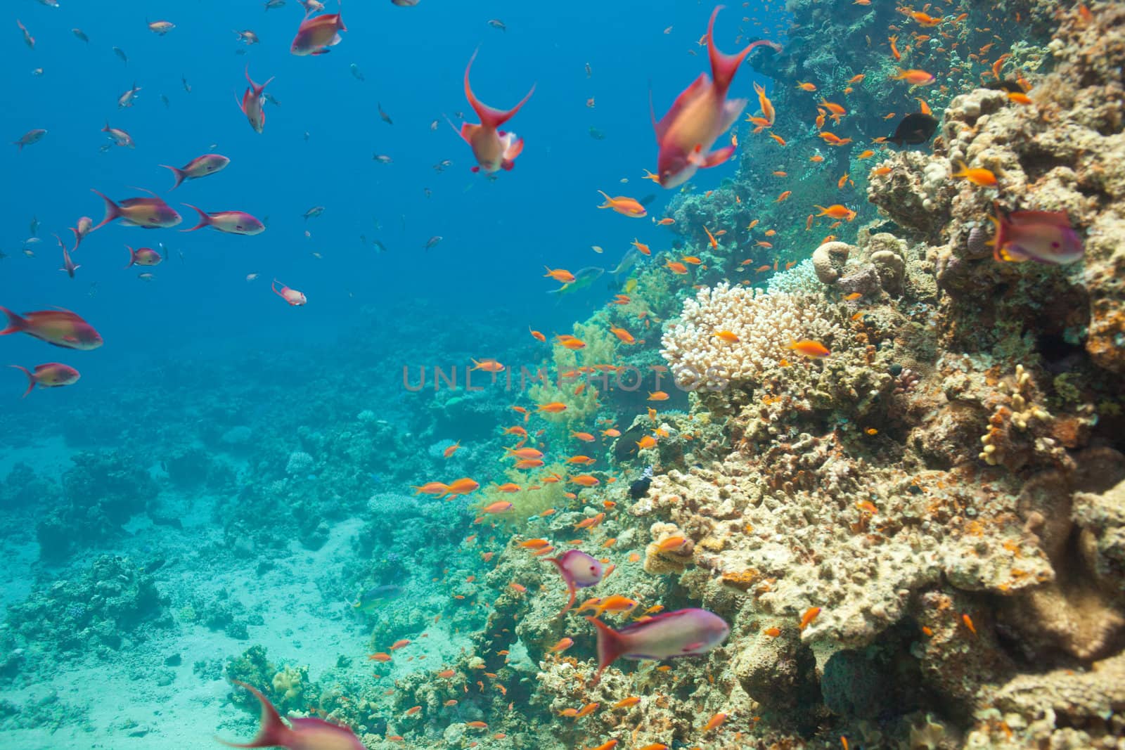 Scalefin anthias fish and corals in the Red sea