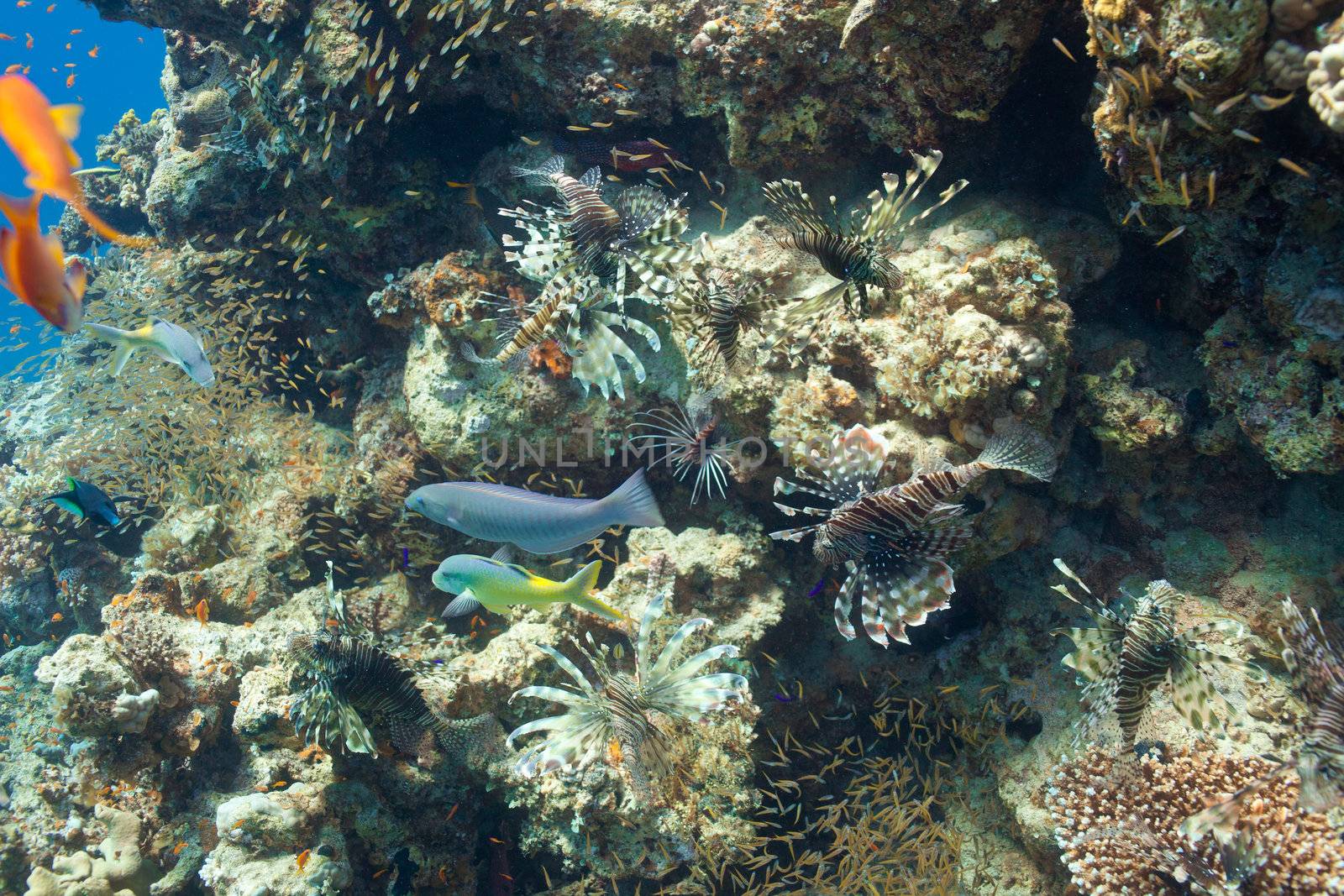 Lion fish and another fishes in the sea by vsurkov