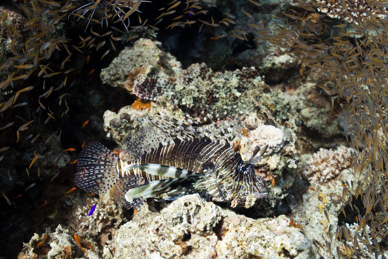 Lion fish and another fishes in the sea by vsurkov