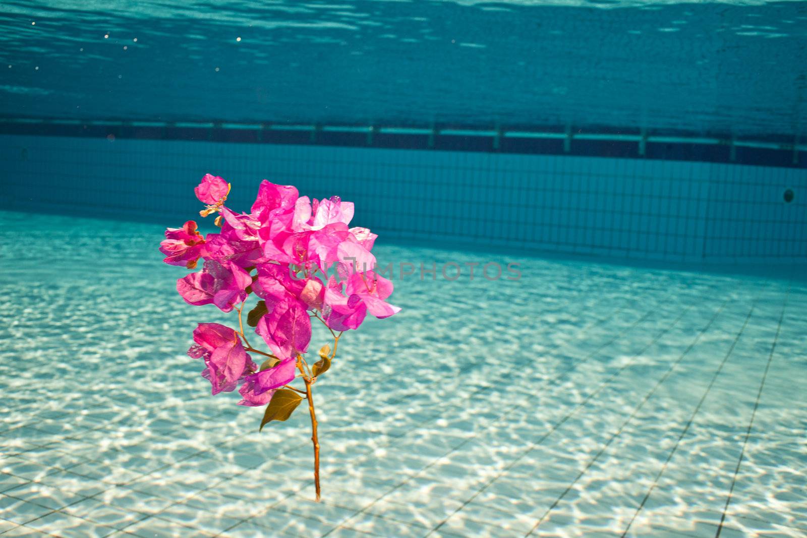a flower under the water in swimming pool