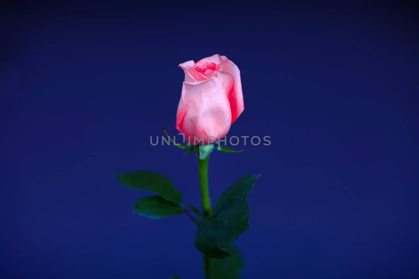 a beautiful rose by vsurkov