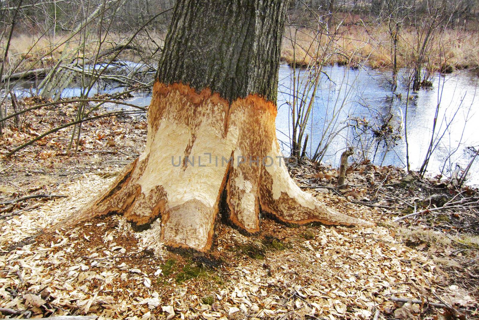 Beaver tree gnawing damage in forest