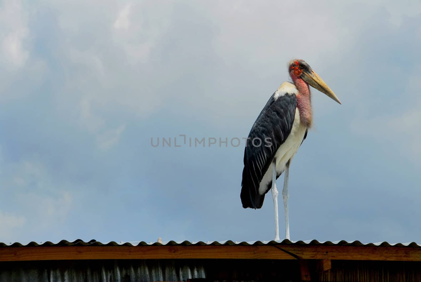 African bird on the roof