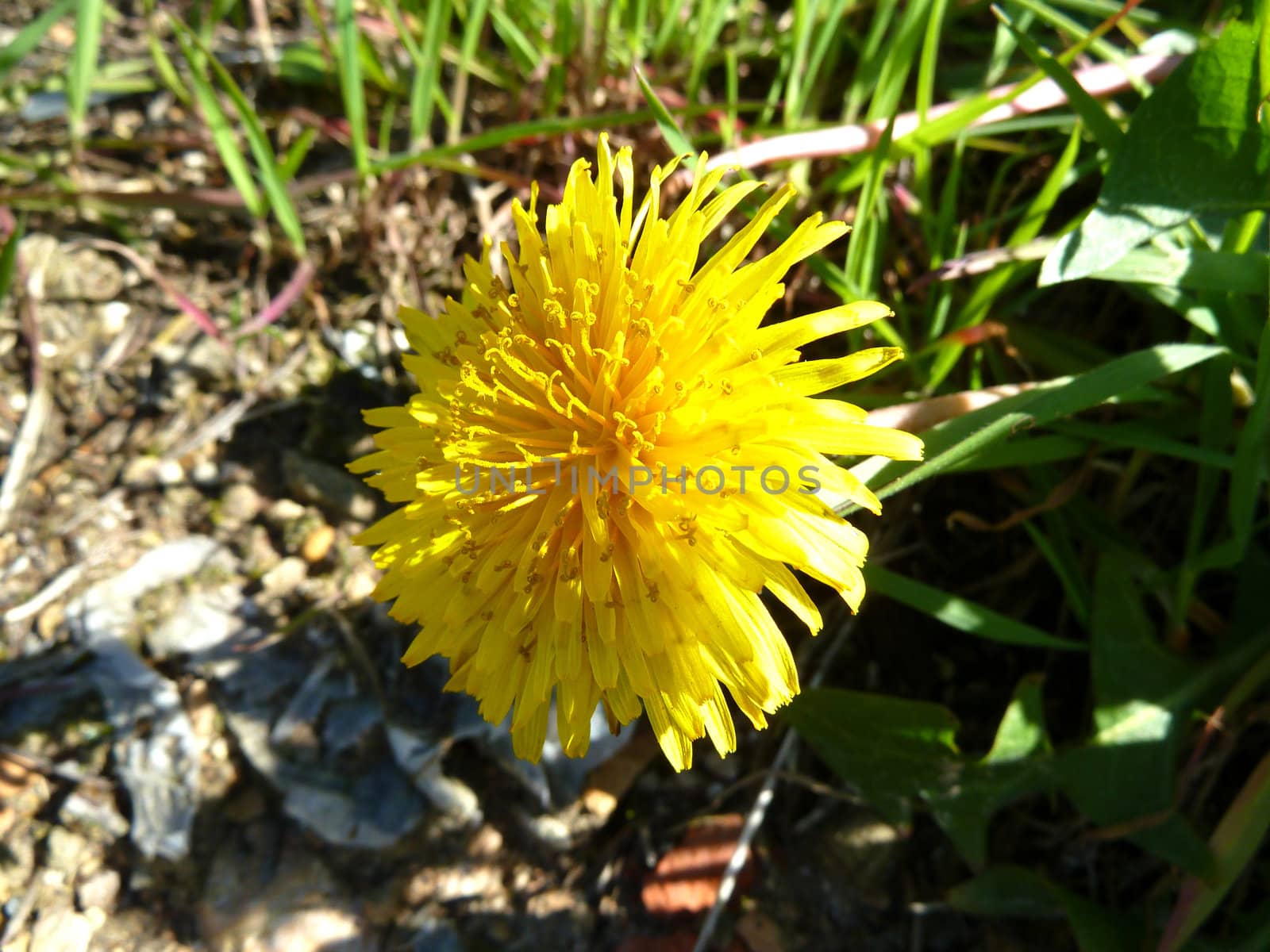 closeup of a wild dandelion flower