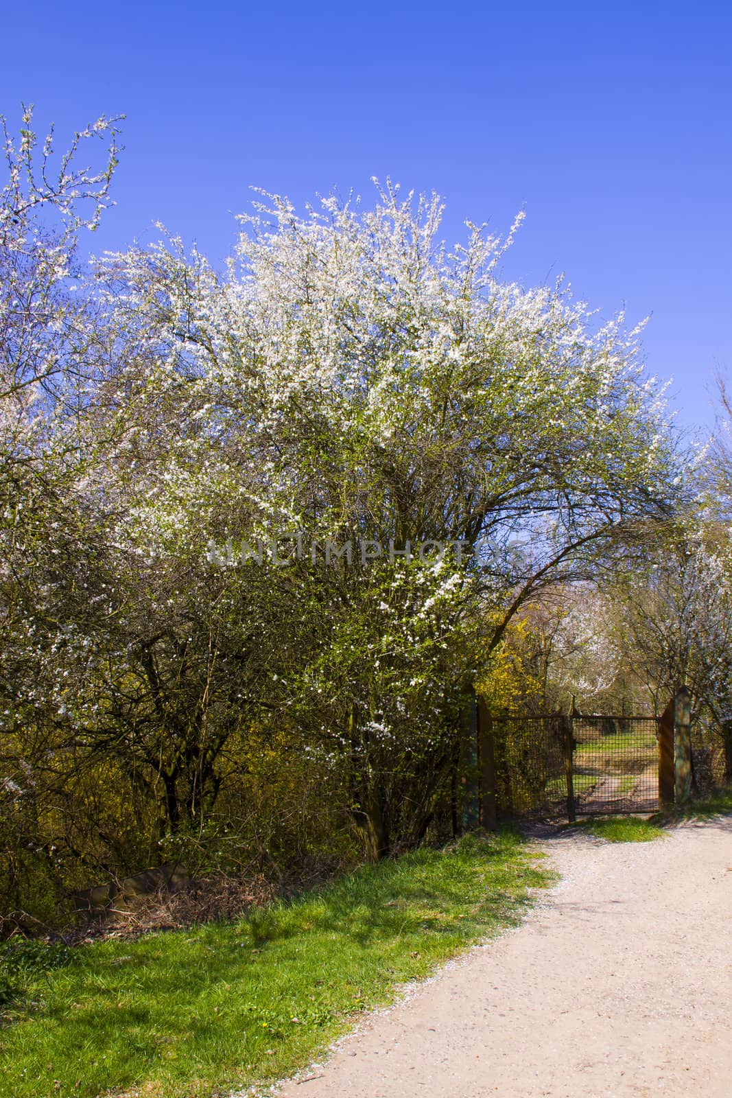 Path in spring with a gate on the side