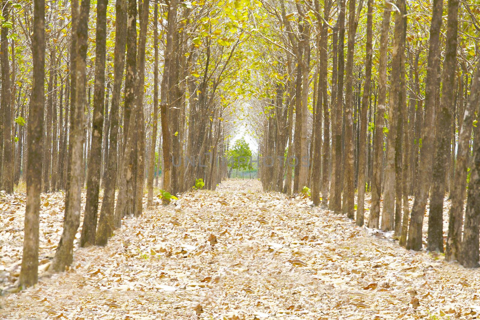 Pathway in the forest full of fallen dried leaves. Road to a better world than here.