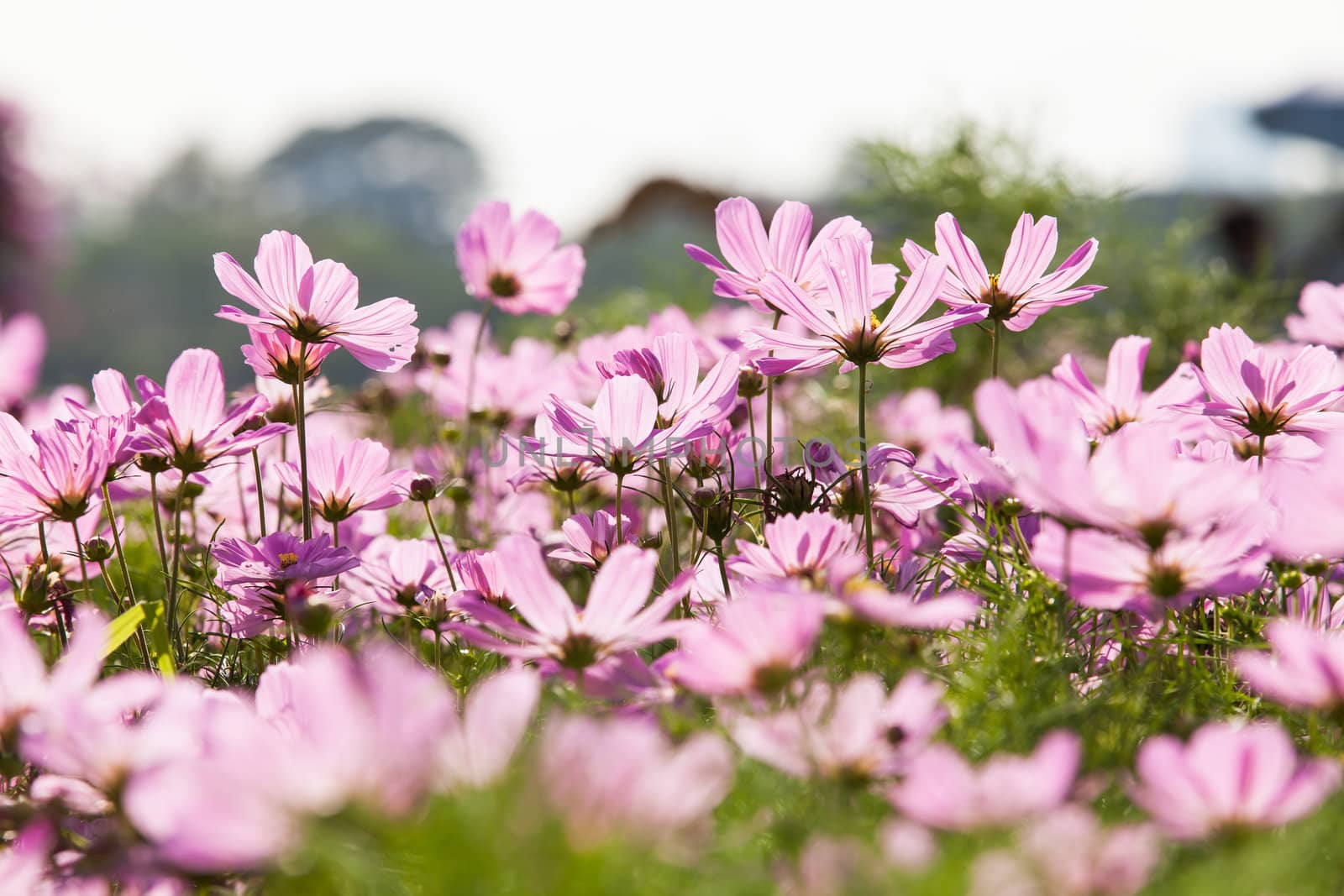 Pink flower in a beautiful day.