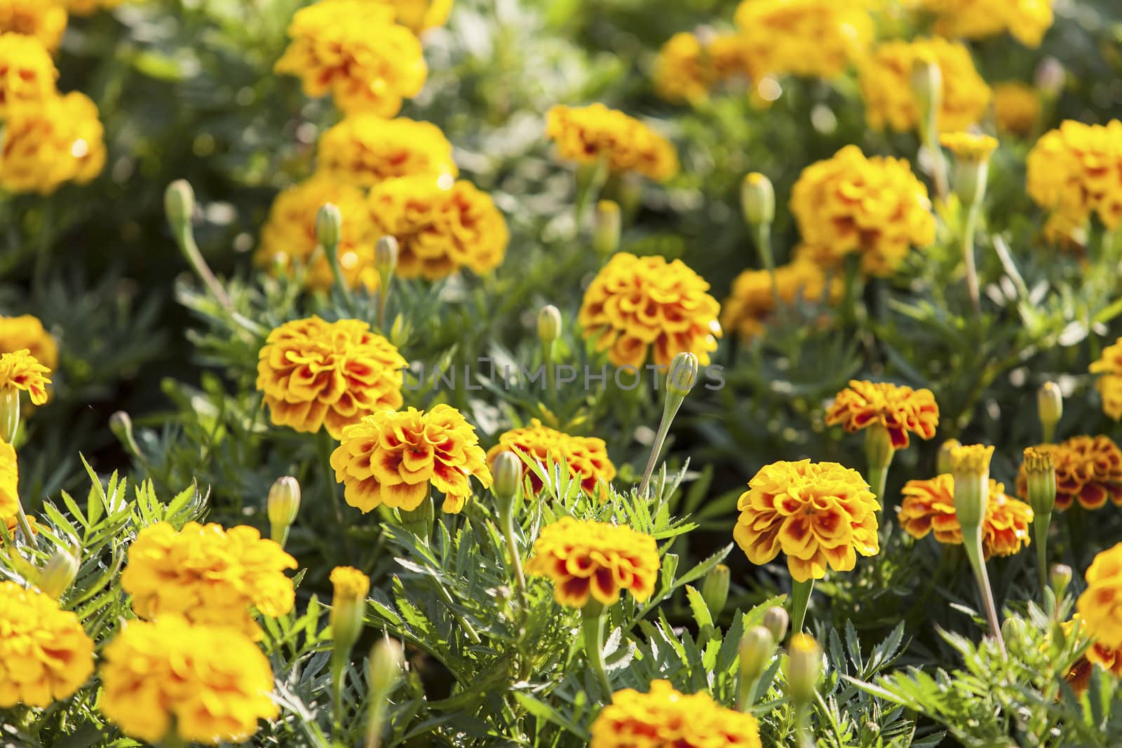 Orange marigolds growing  by jame_j@homail.com