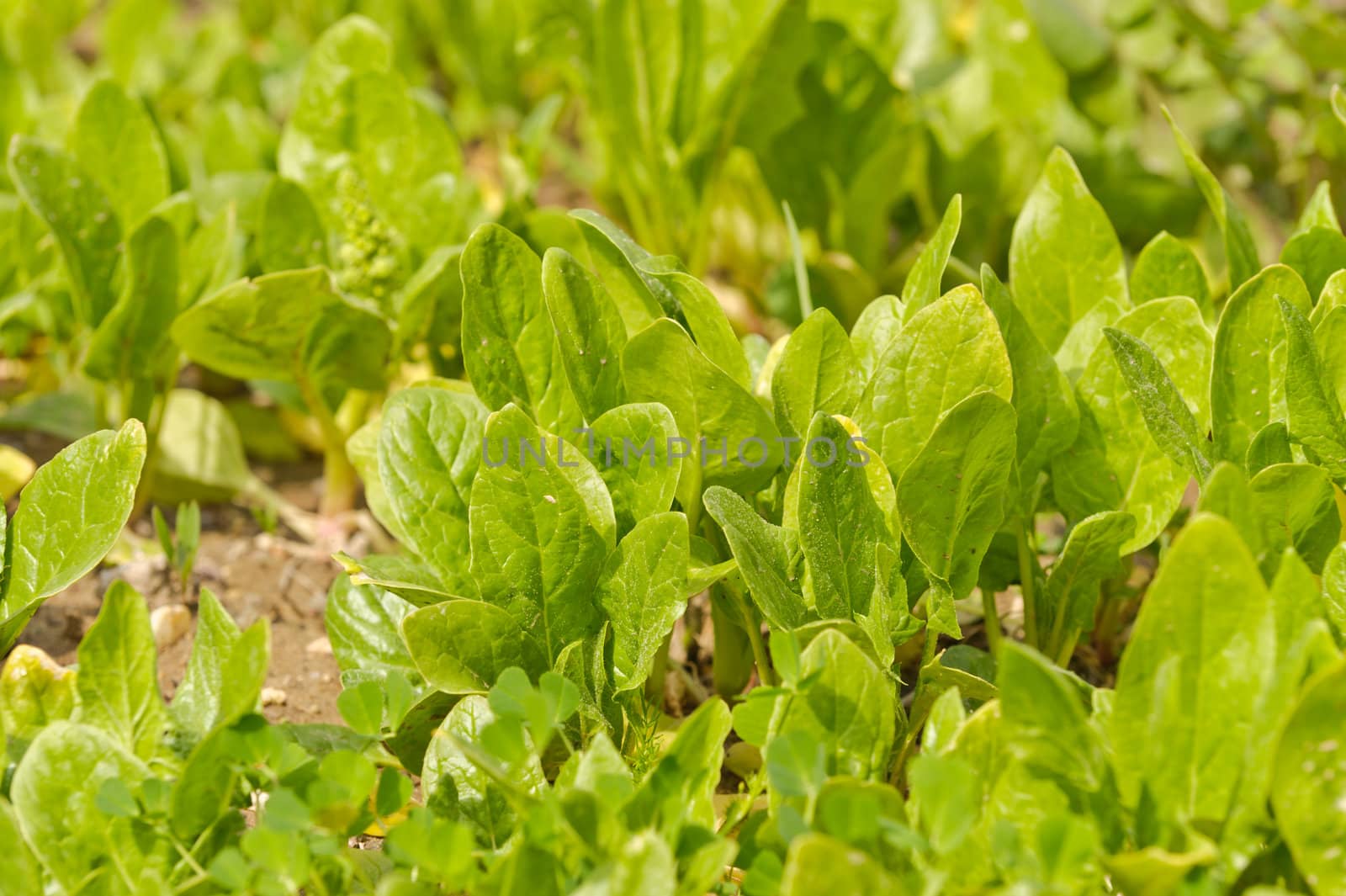 Arugula salad green plant in garden