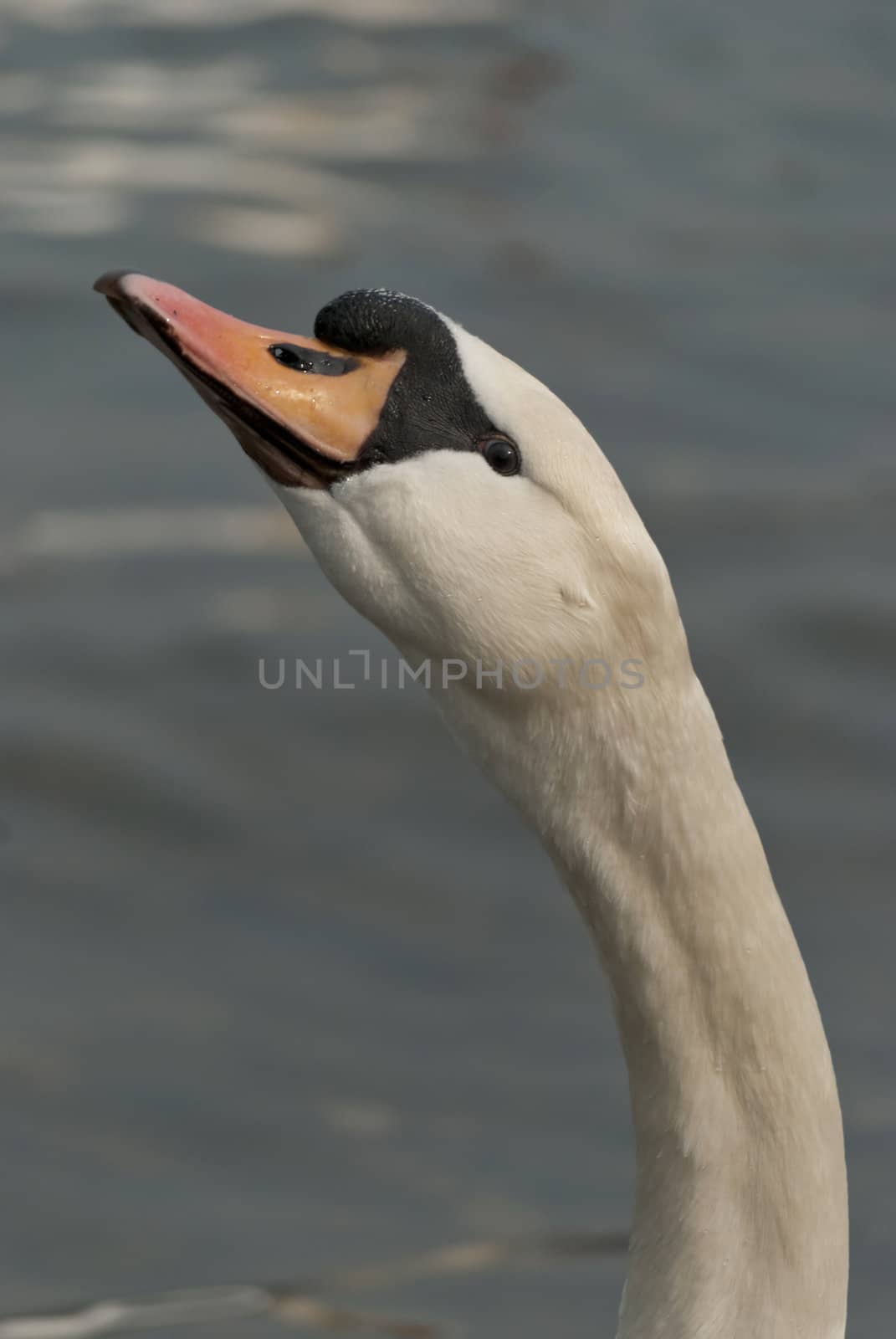 White swan on blue lake background