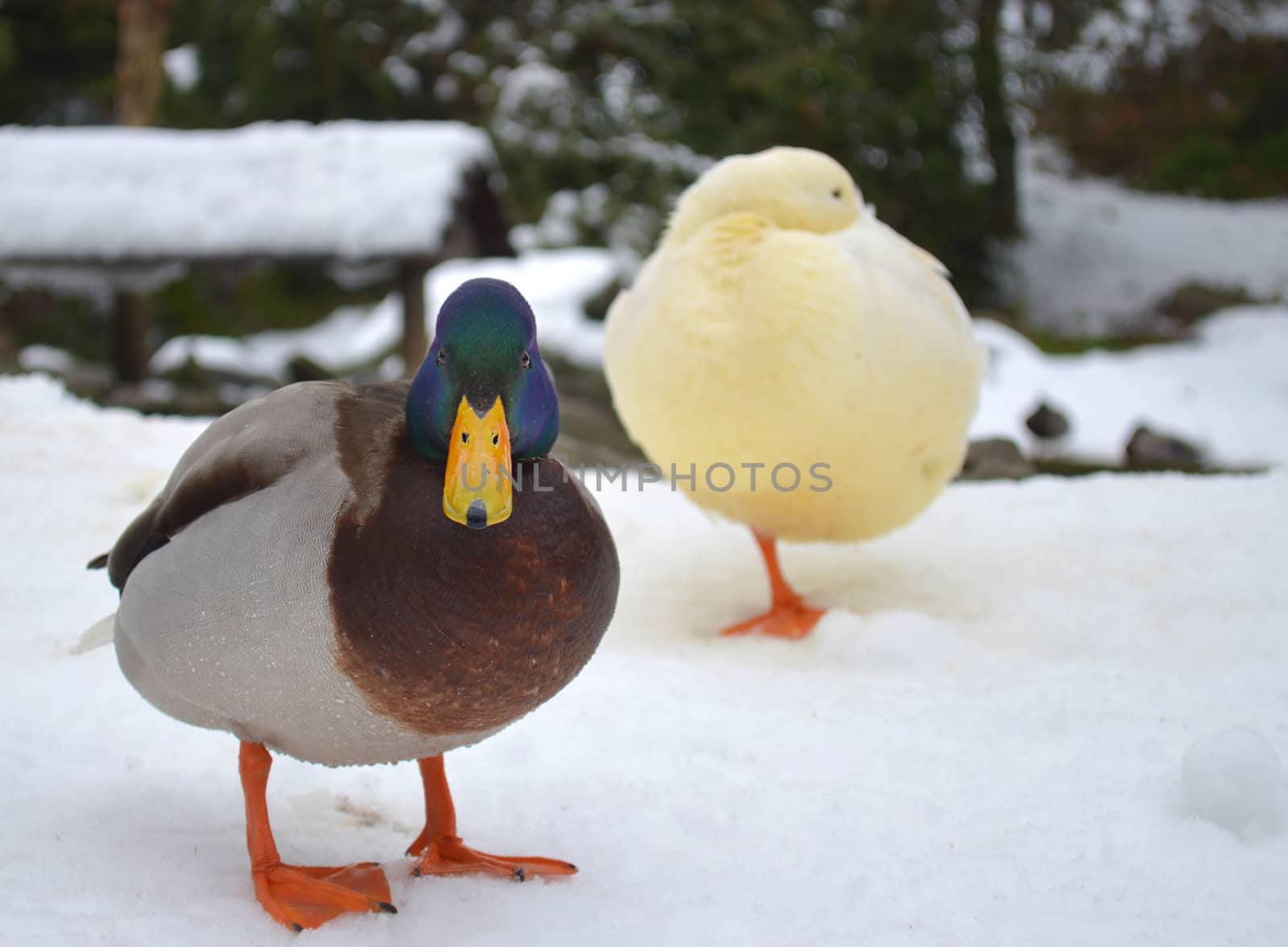 Colored duck looking in camera, white duck in the background