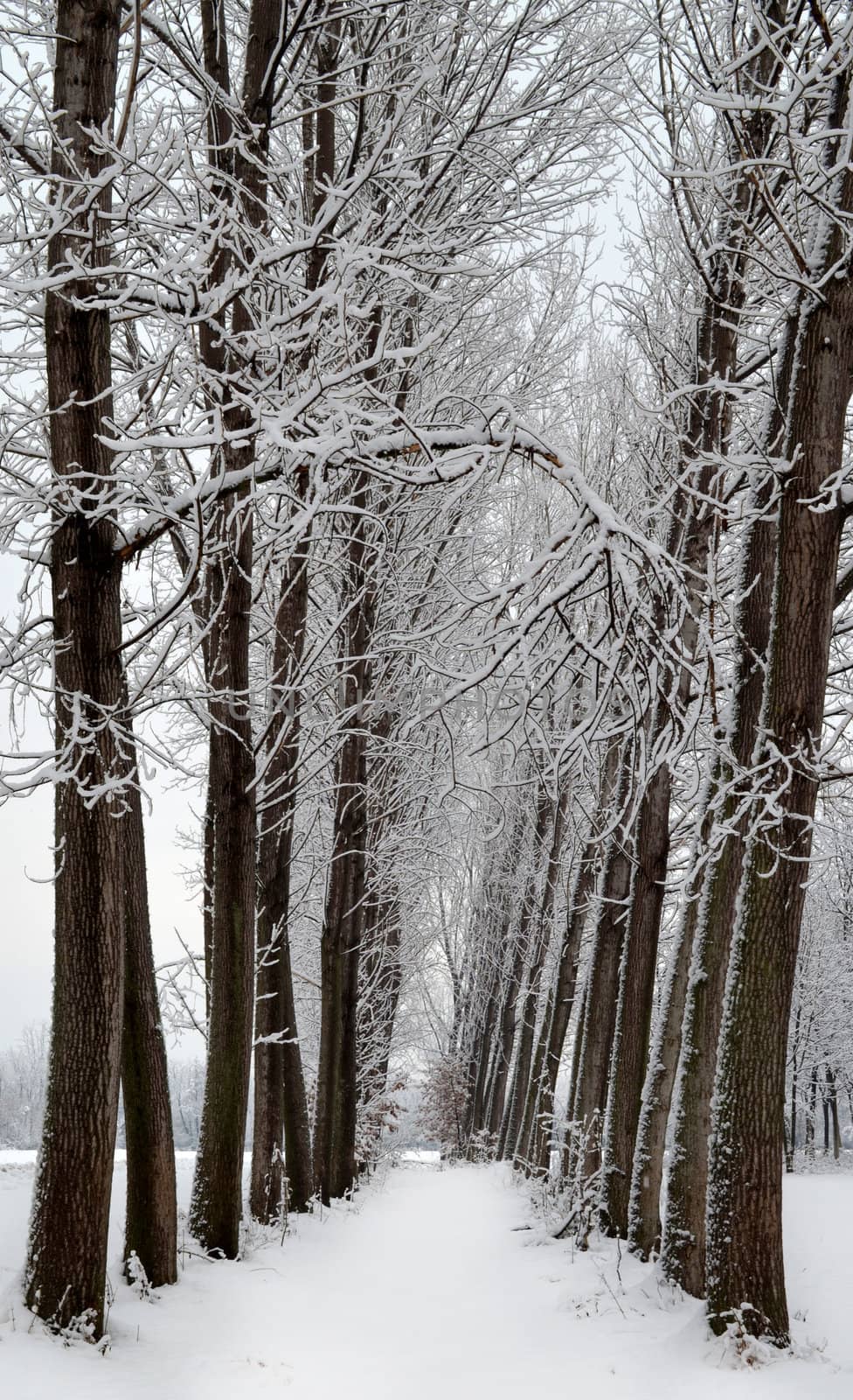Snowy trees in line by artofphoto