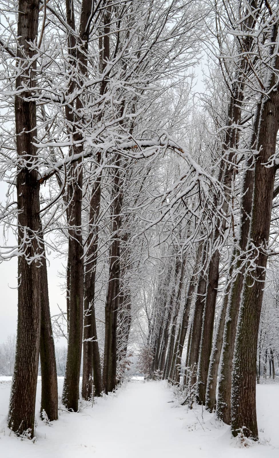 Winter view: two lines of snow covered trees