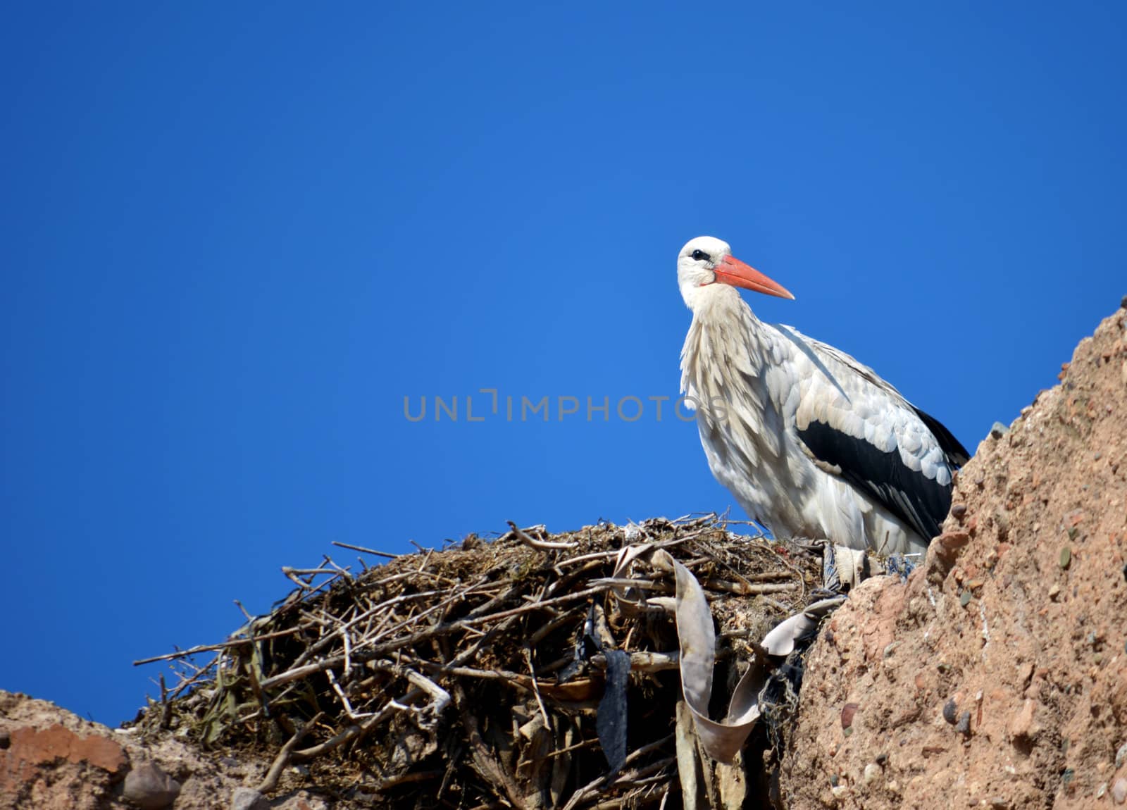 Stork in its nest under blue sky by artofphoto