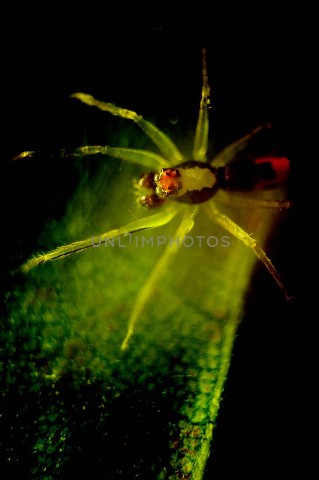 Spider behind the leaf by pixbox77