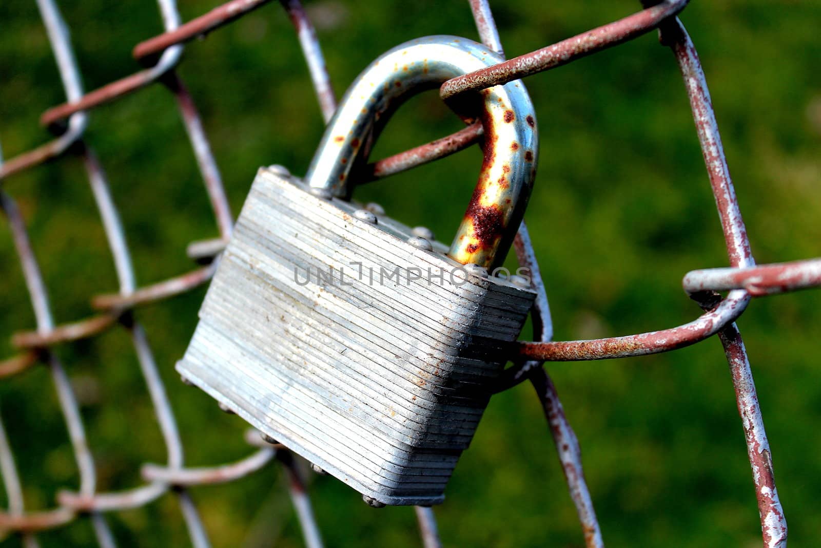 A lock attached to a chain link fence