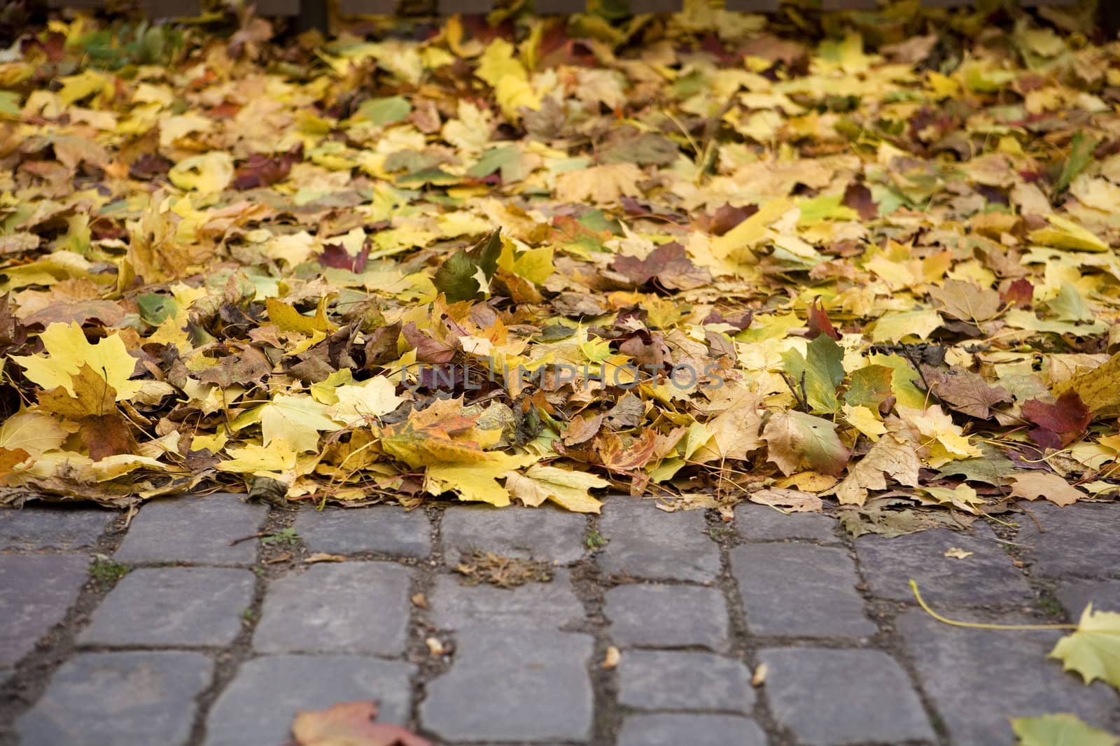 Close up of Autumn Leafs