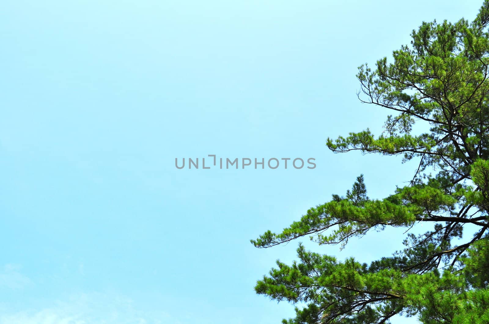 Tree and sky background - on right by RefocusPhoto