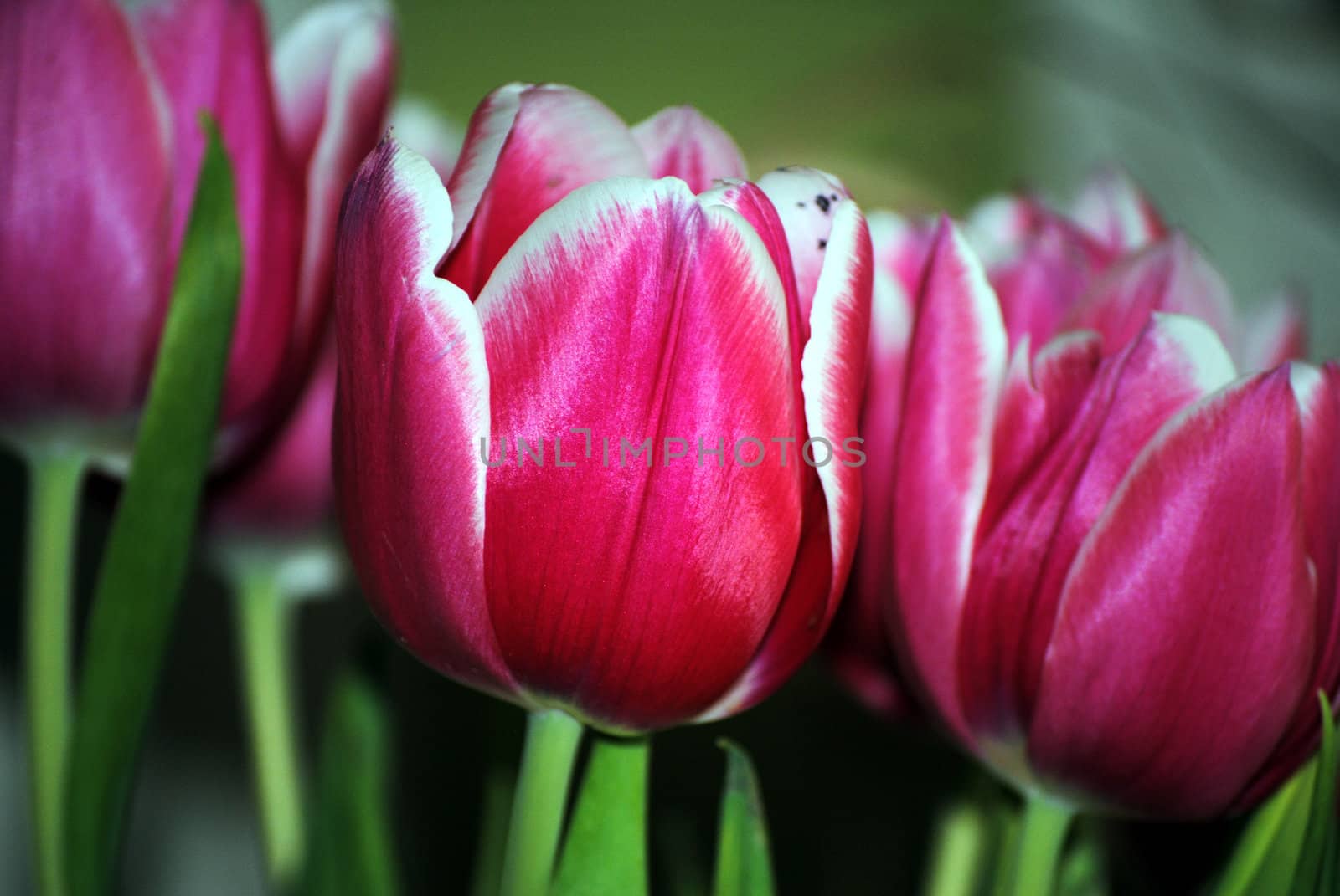 pink tulips