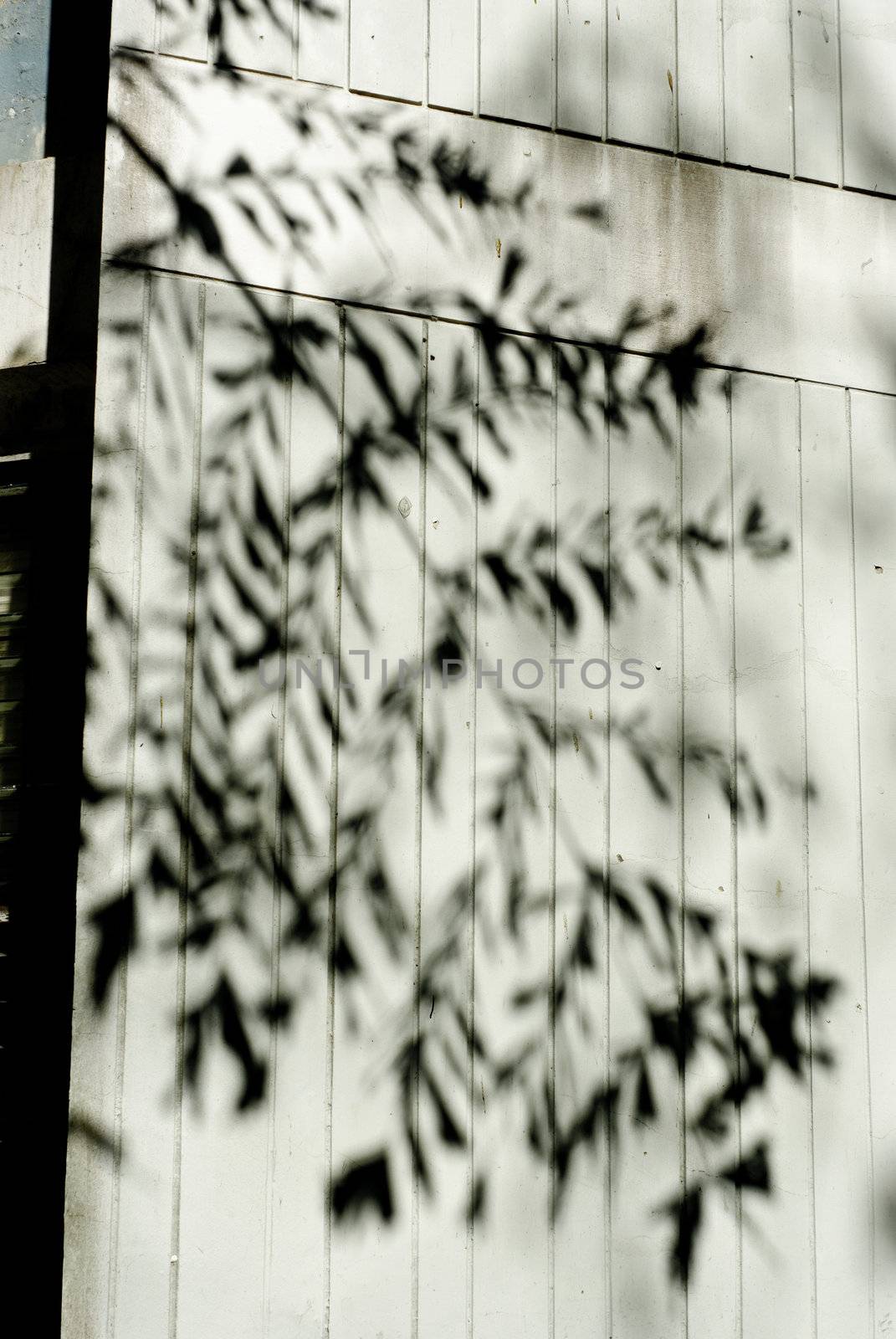Tree shadow on the wall, Abstract background
