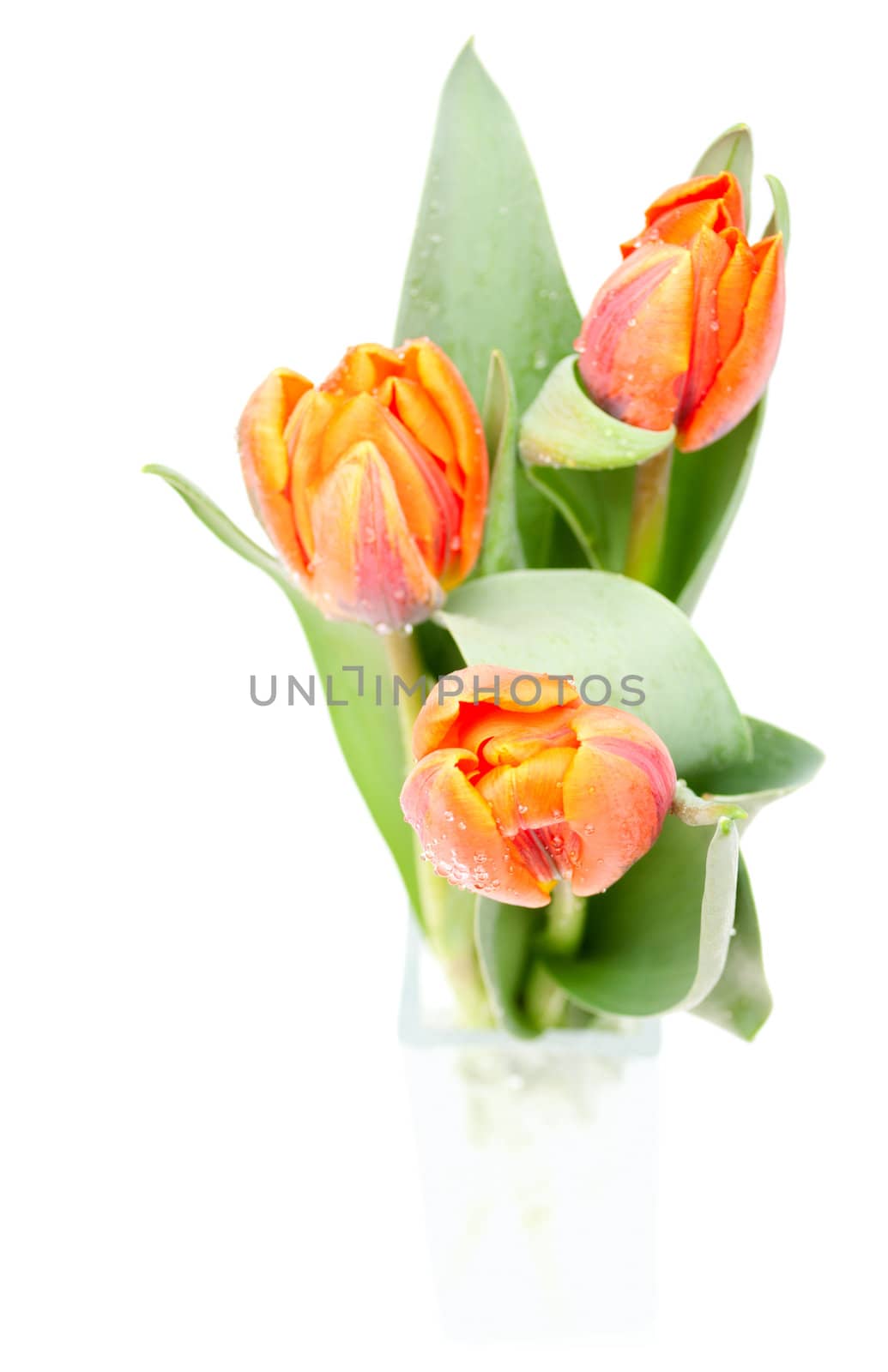 Tulips Bouquet in Glass Vase on White Background