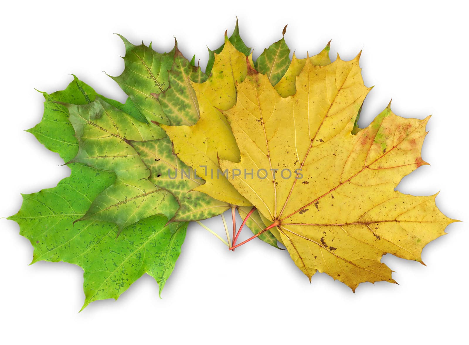 Autumn leaves isolated on white