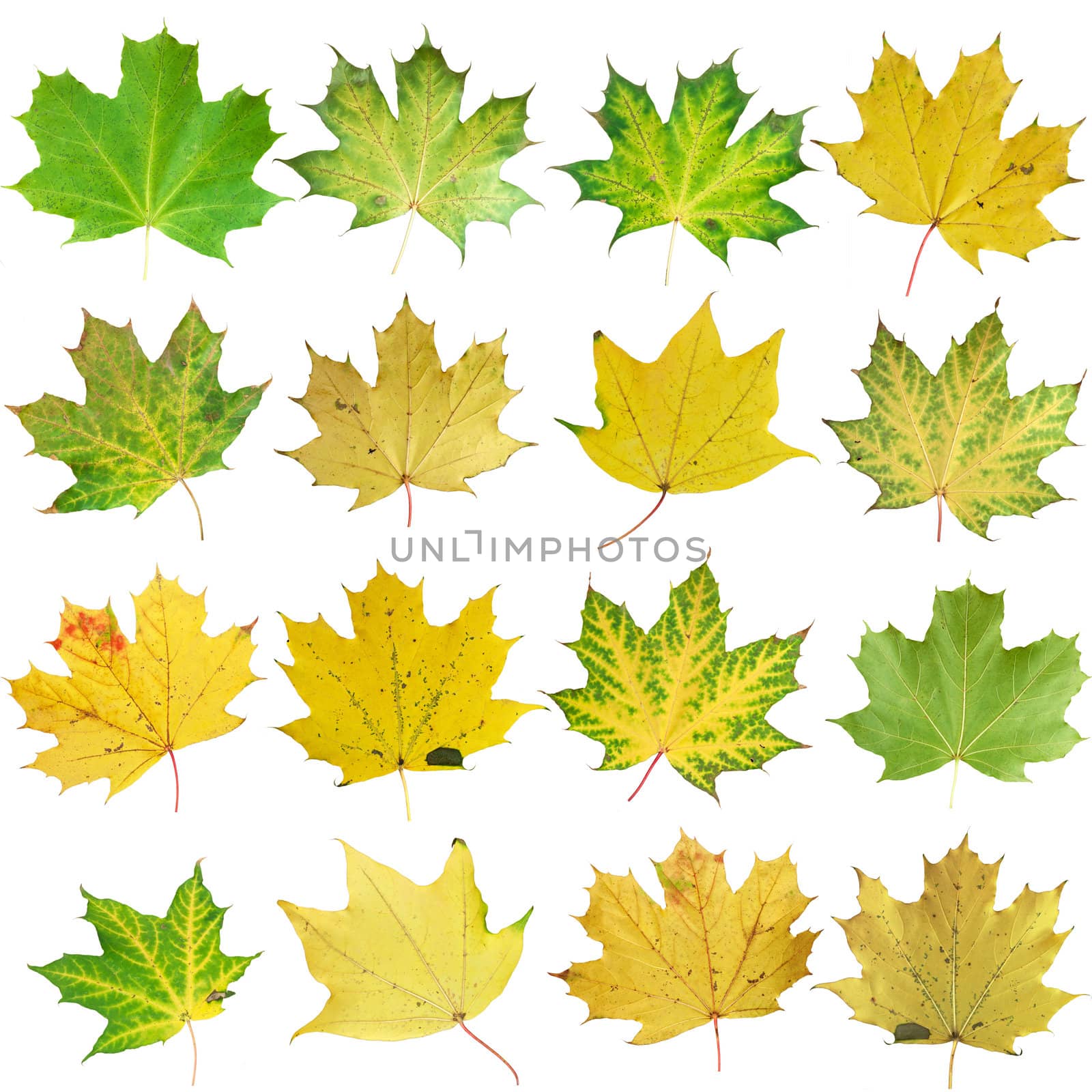 Autumn leaves isolated on white