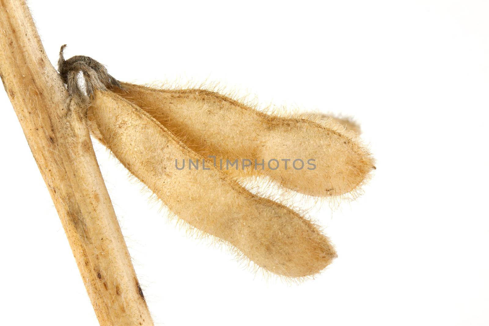 Soy pods isolated on white background