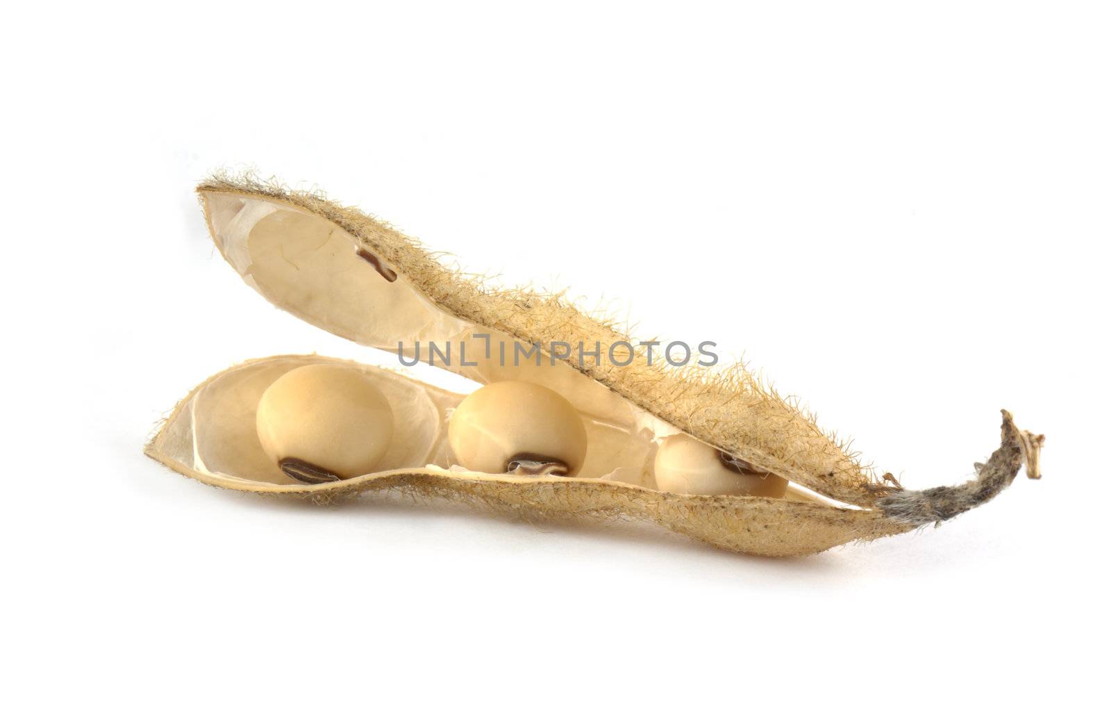 Soy pods isolated on white background