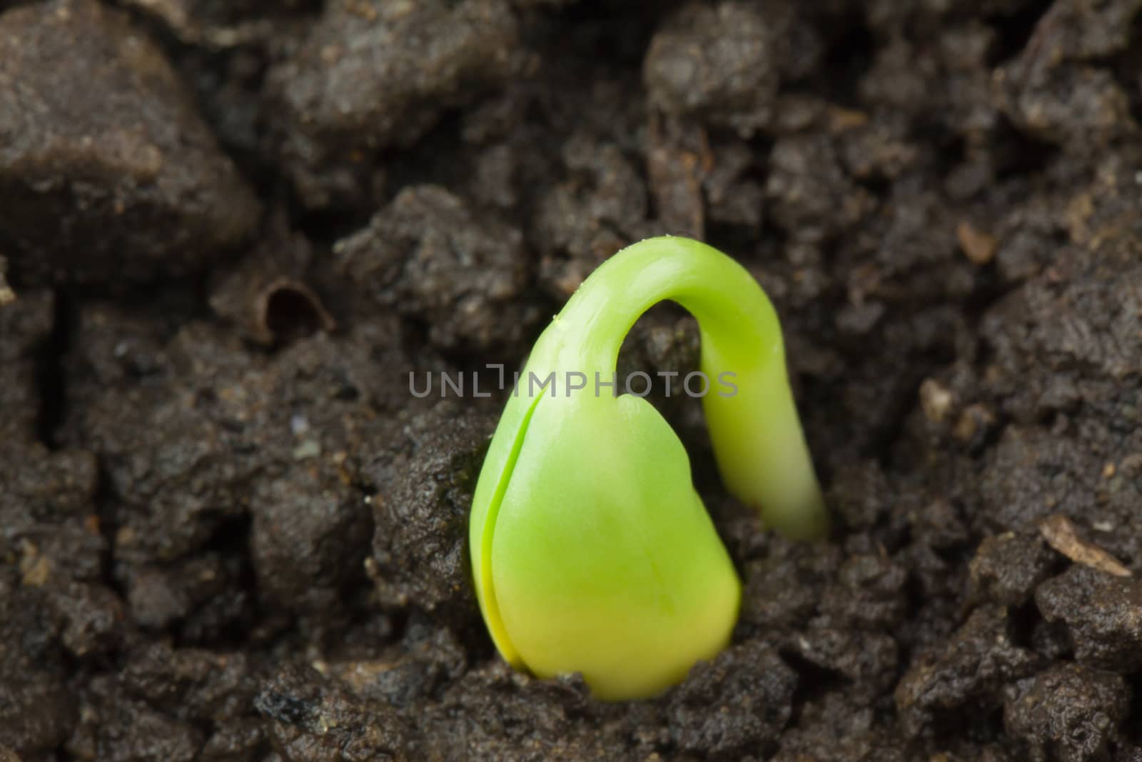 Small plant of soy