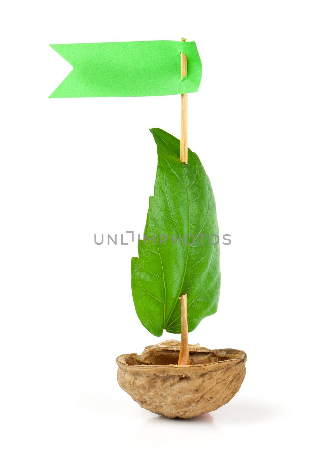 Sailboat made of walnut with a leaf as sail isolated on white background 