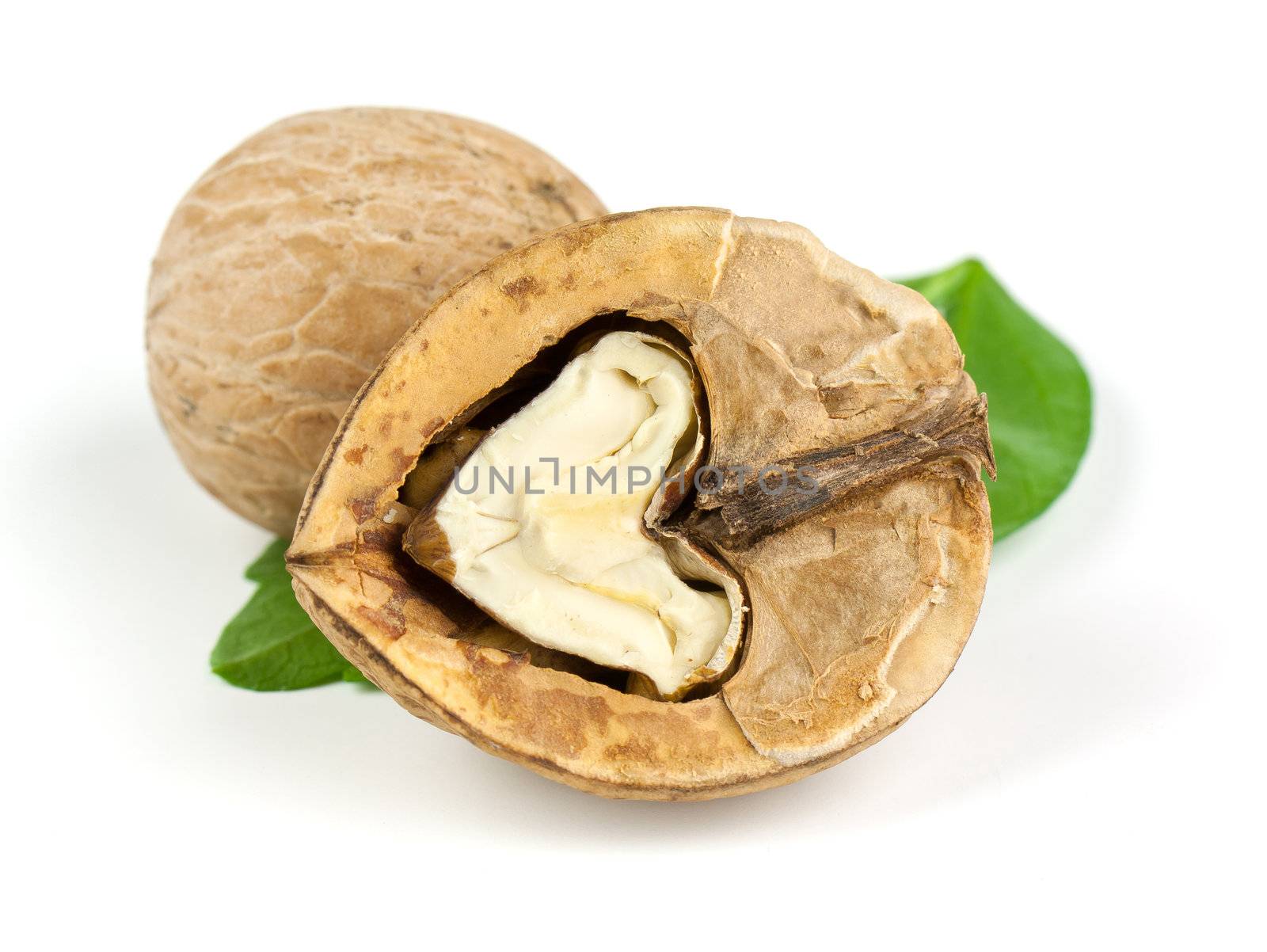 Walnut isolaten on a white background