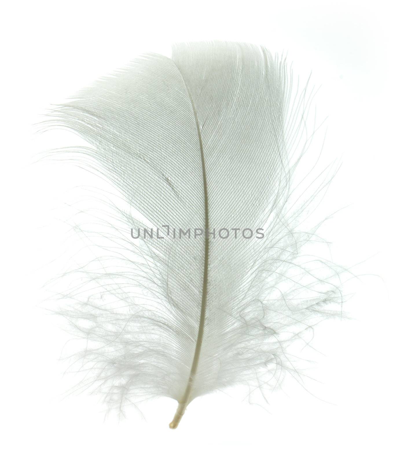 White goose feather by vtorous