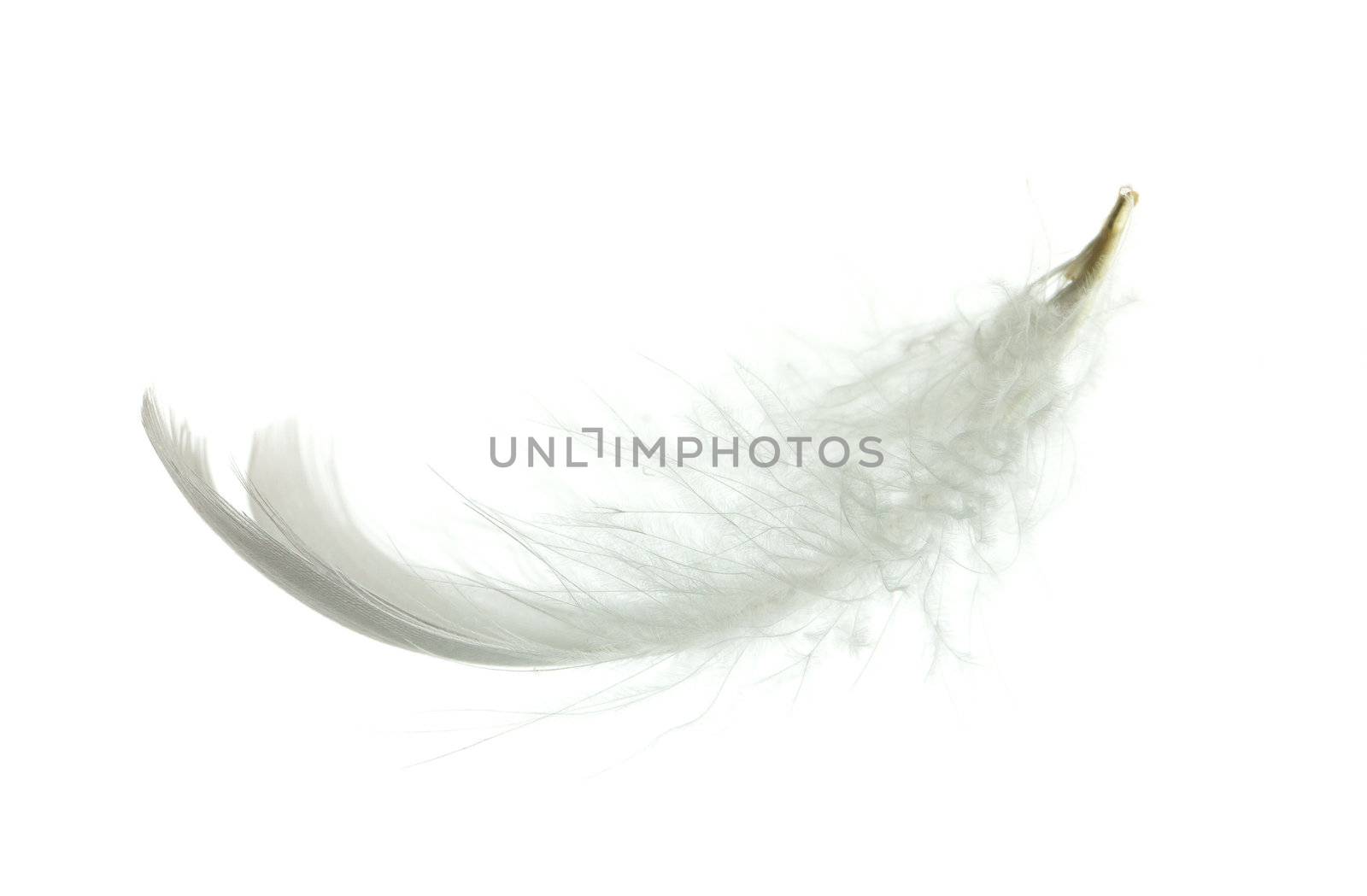 White goose feather isolated on white background